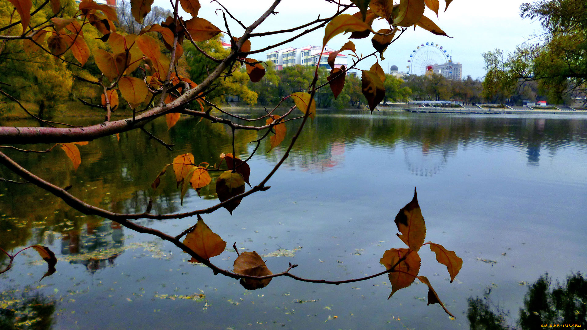 листья, природа, парк, осень, вода
