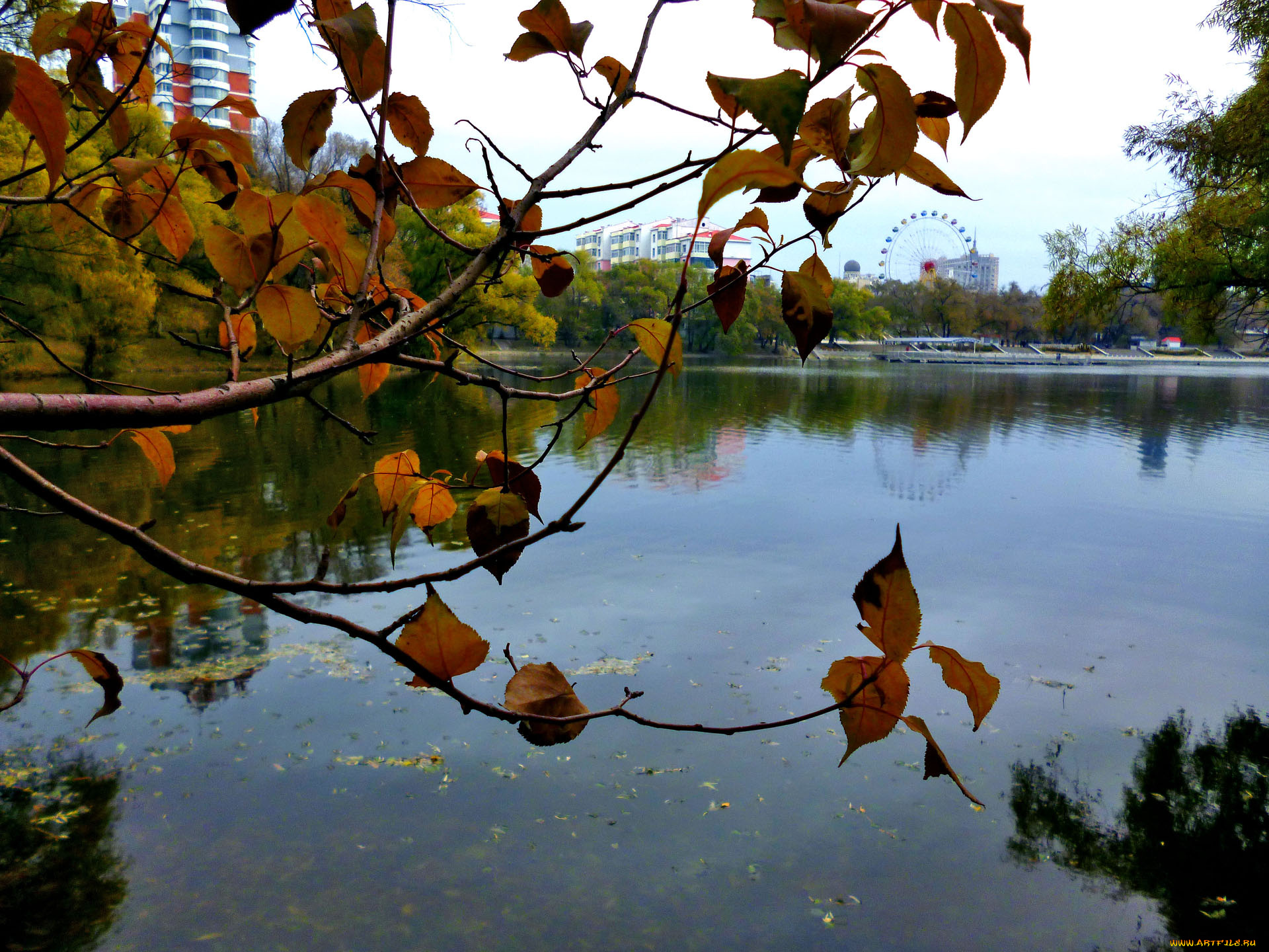 листья, природа, парк, осень, вода