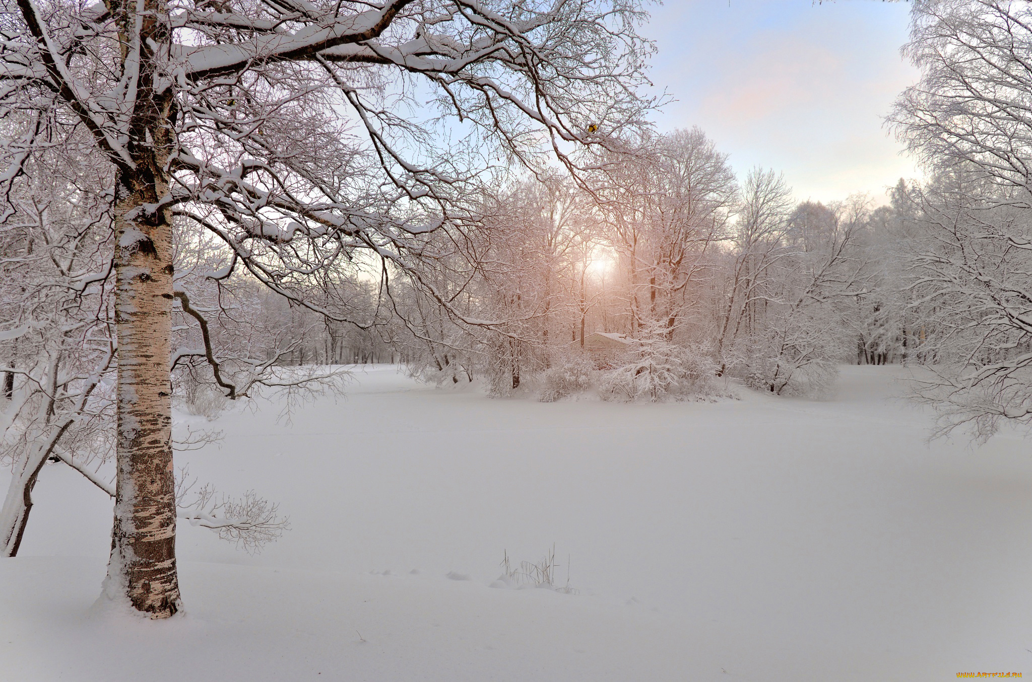 природа, зима, россия, утро, снег, берёза