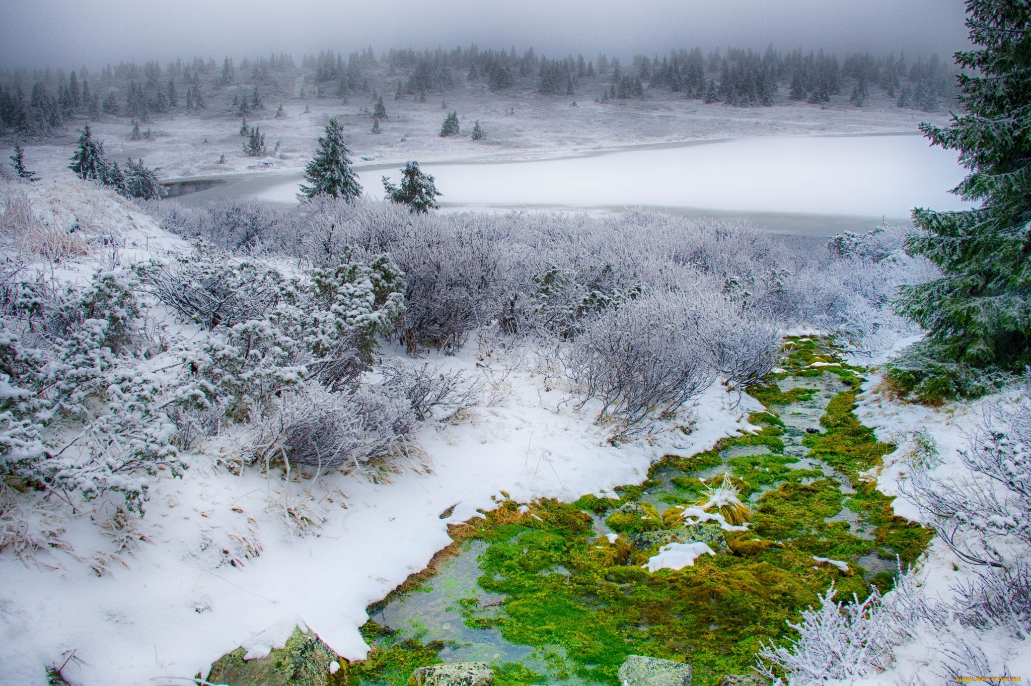 природа, зима, forest, tree, field, christmas, bush, moss, grass, green, nature, зелень, кусты, поле, елка, ель, мох, winter, snow, трава, снег