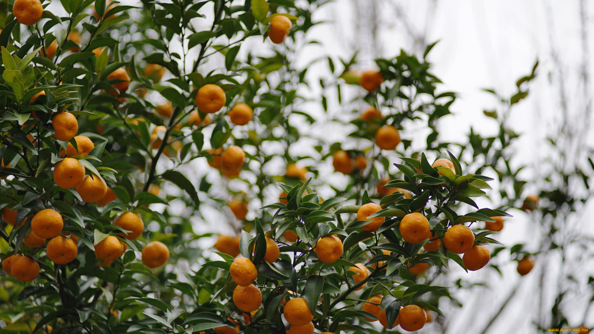 природа, плоды, mandarins, leaves, дерево, fruit, tree, мандарины, листья, фрукты