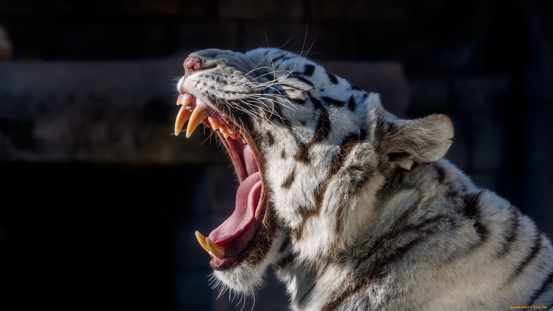 животные, тигры, зоопарк, пасть, морда, зевает, белый, кошка, хищник, язык, клыки