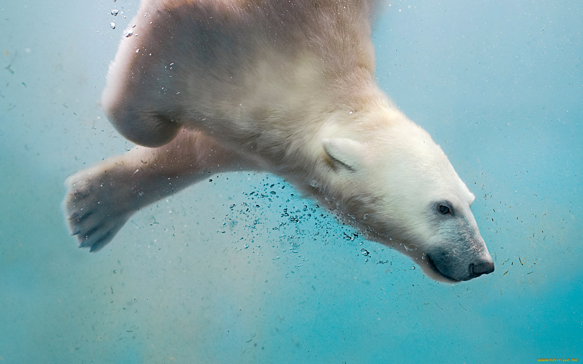 Виндовс 10 зверь. Белый медведь. Медведь в воде. Животные в воде. Белый медведь под водой.