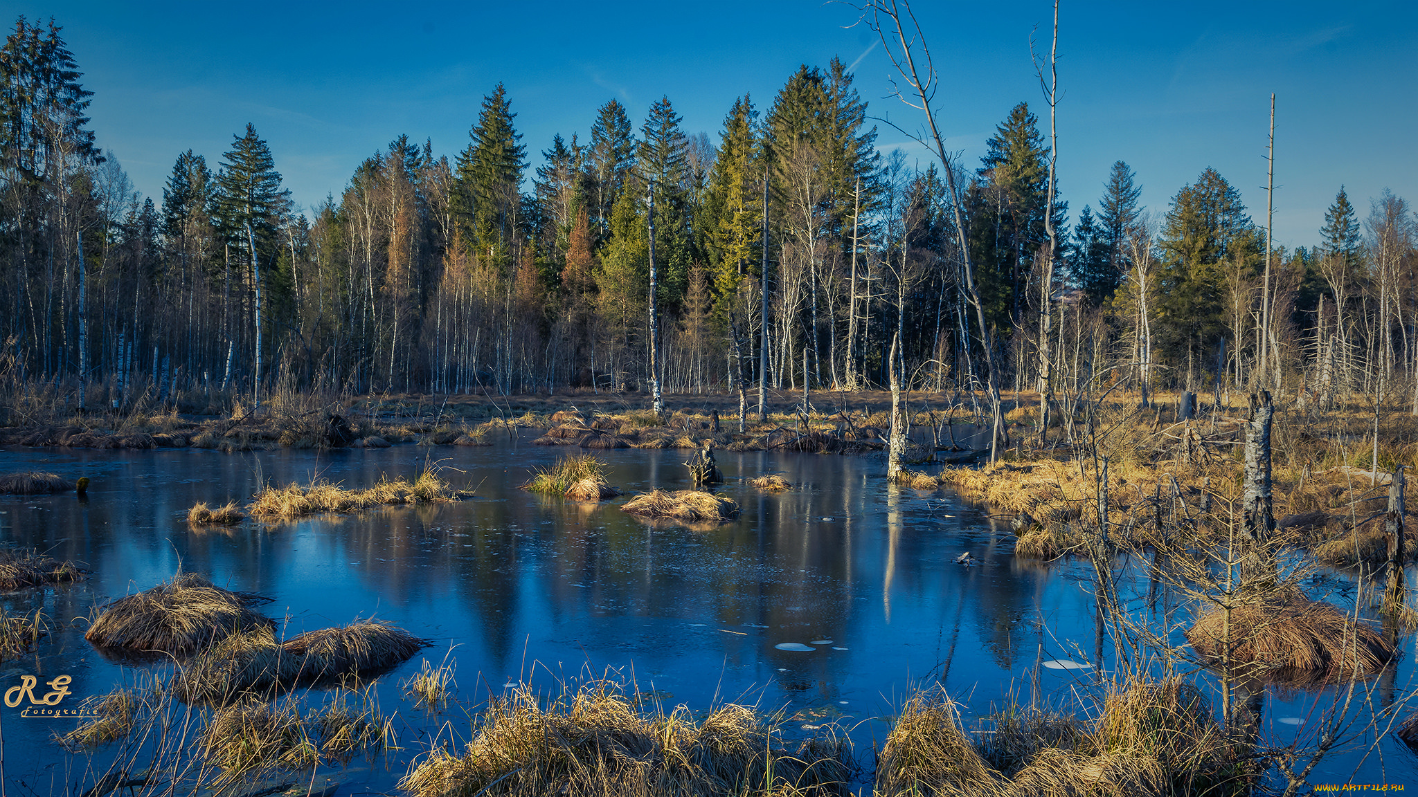 природа, реки, озера, лес, река