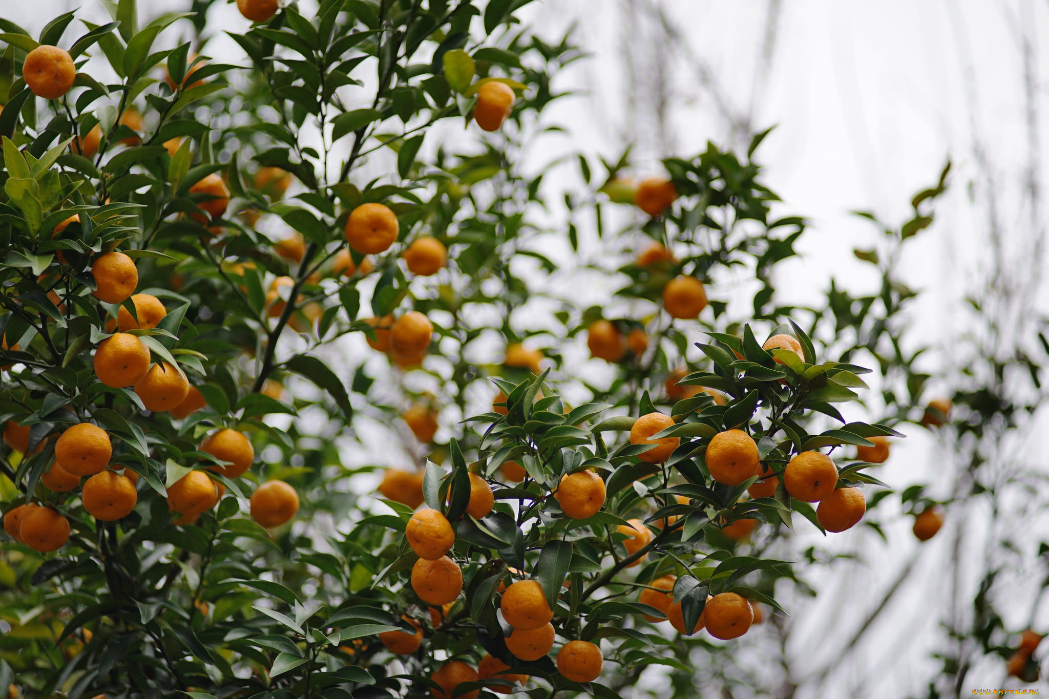 природа, плоды, mandarins, leaves, дерево, fruit, tree, мандарины, листья, фрукты