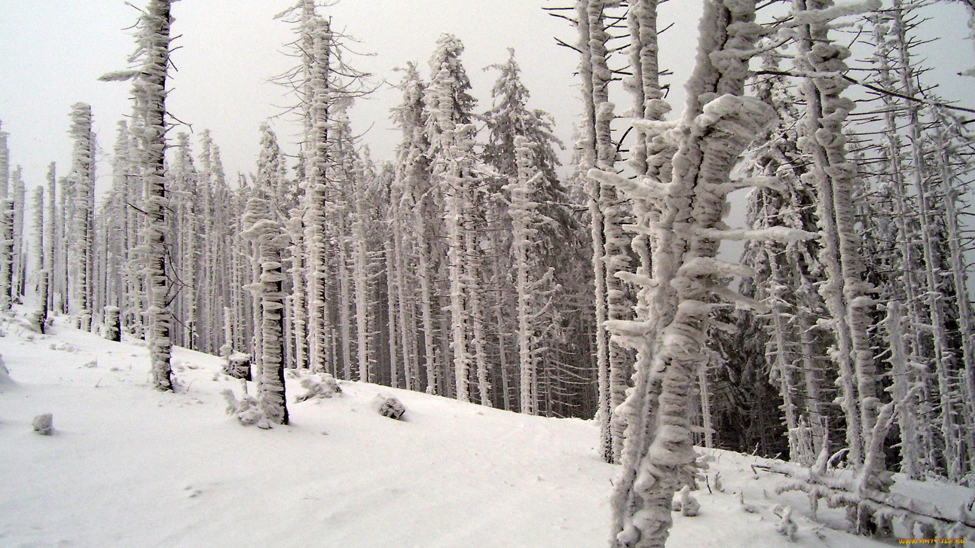 природа, зима, иней, снег, стволы, деревья