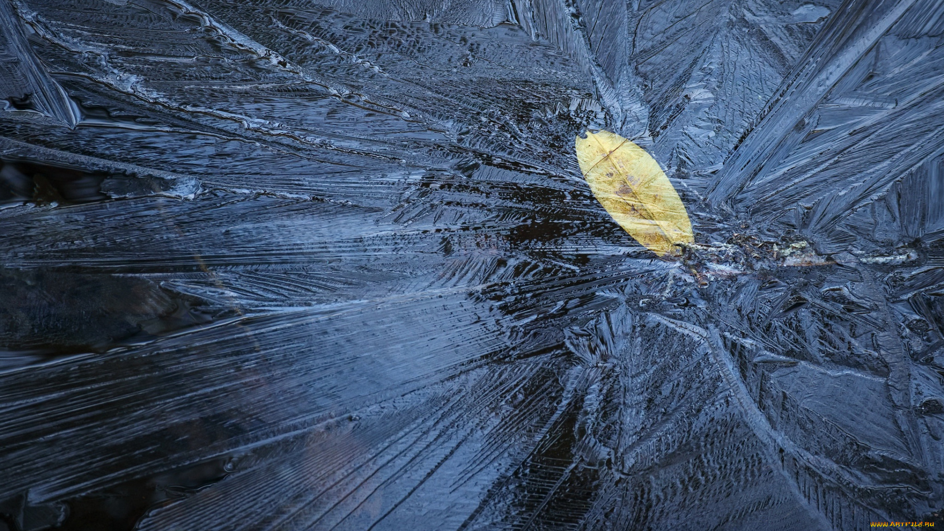 зима, природа, перо, cold, leaves, winter, ice, лед