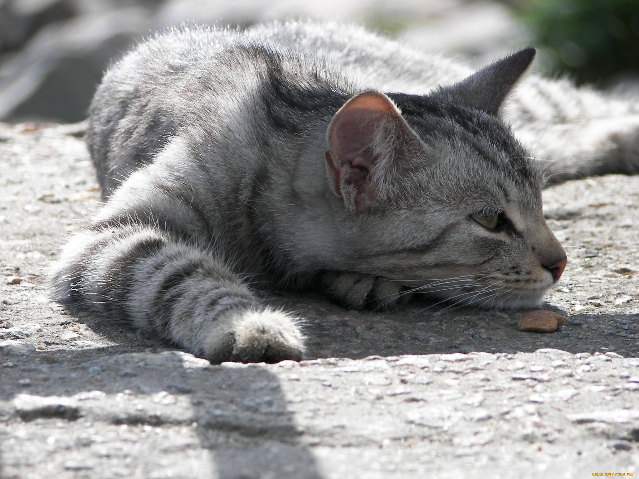 животные, коты