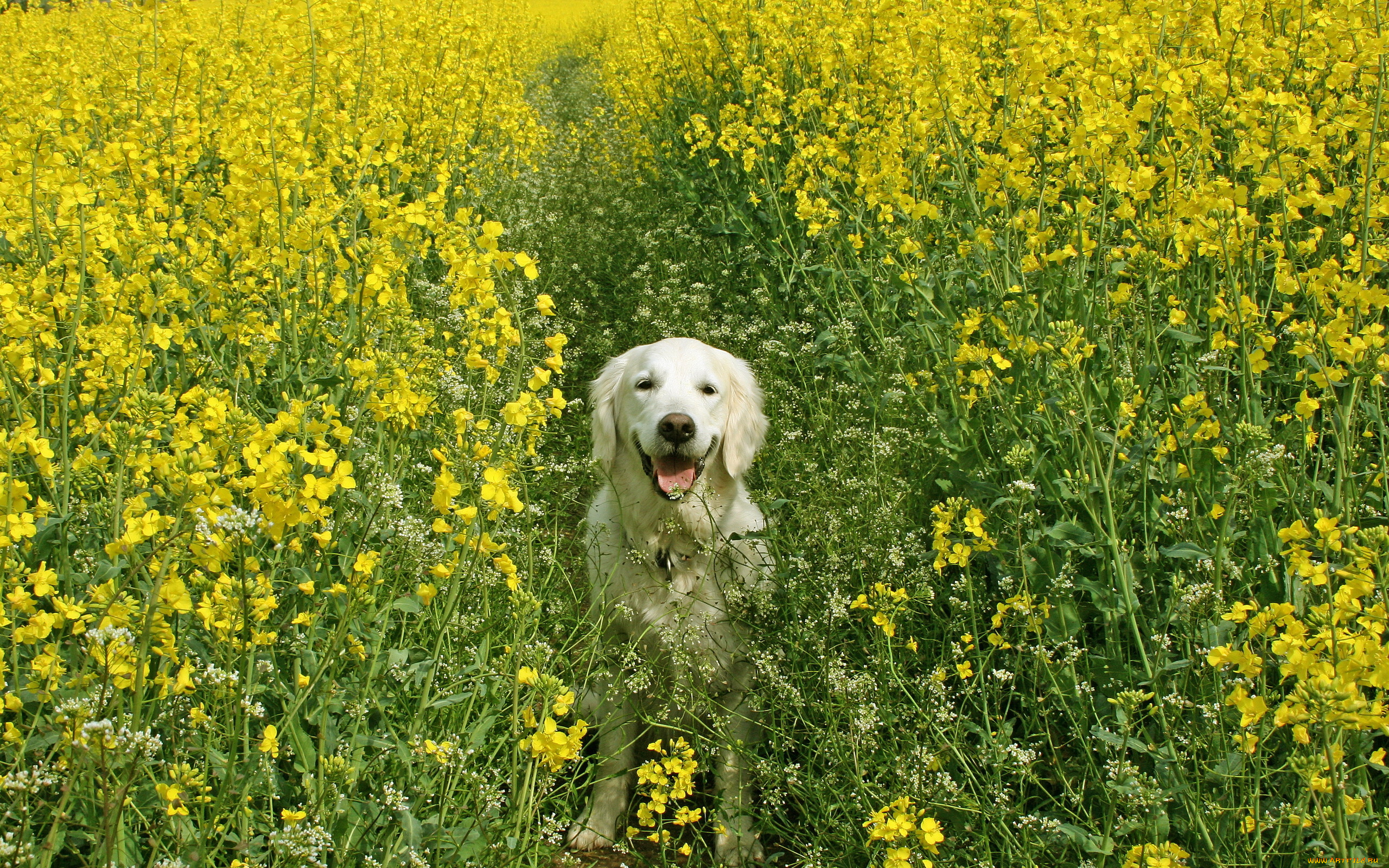 животные, собаки, собака, цветы