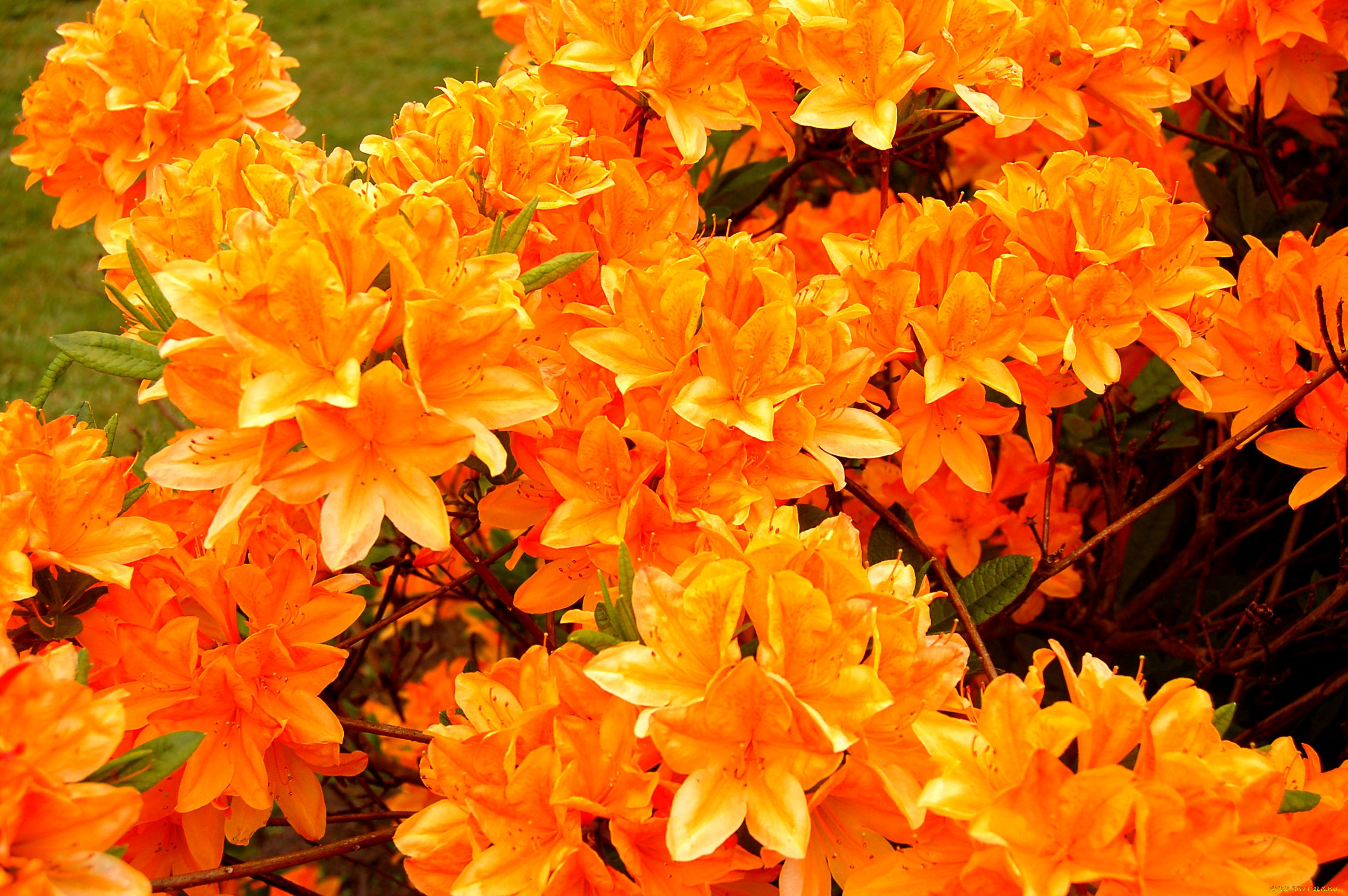 цветы, рододендроны, азалии, оранжевый, много, яркий