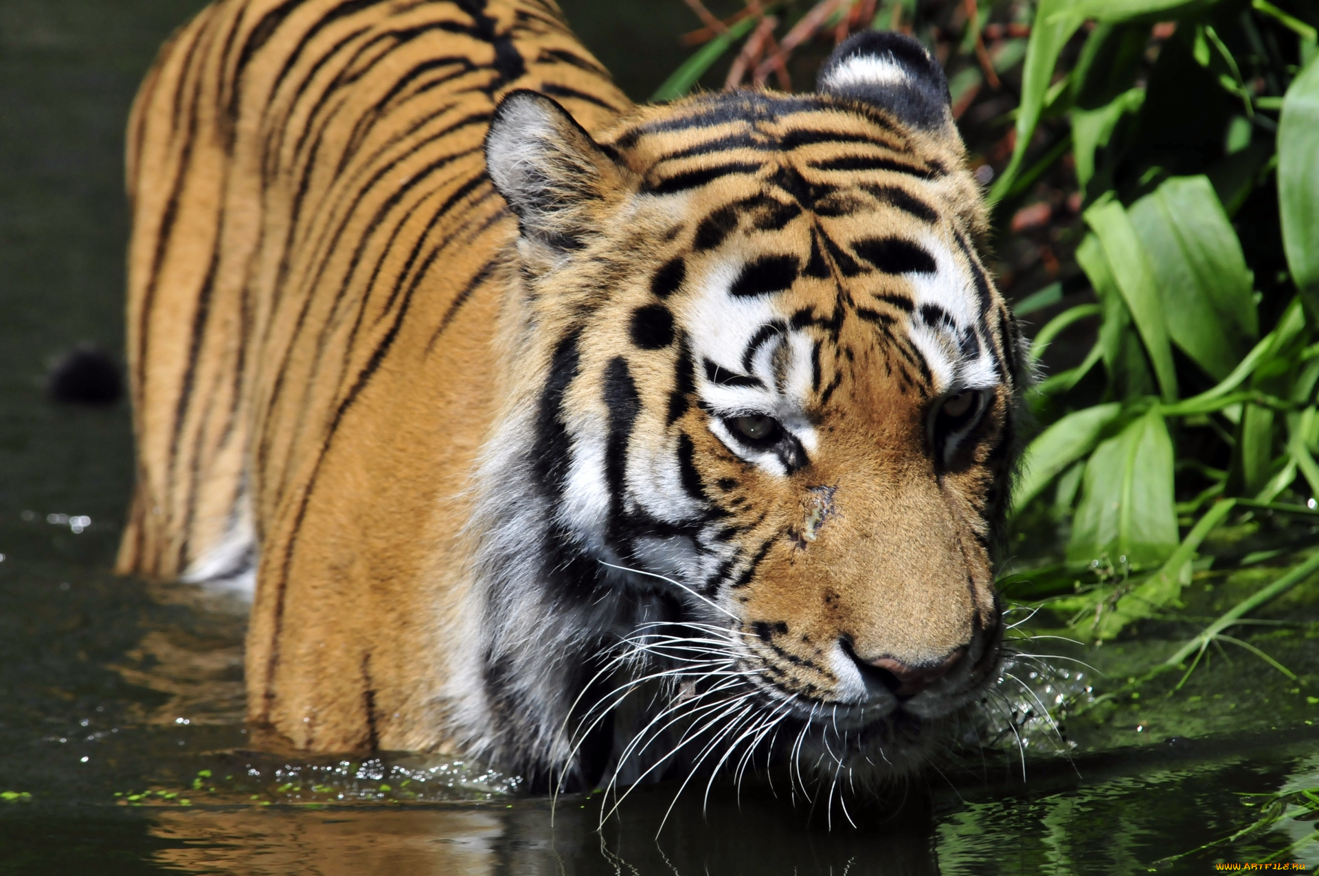 животные, тигры, животное, тигр, вода, купание
