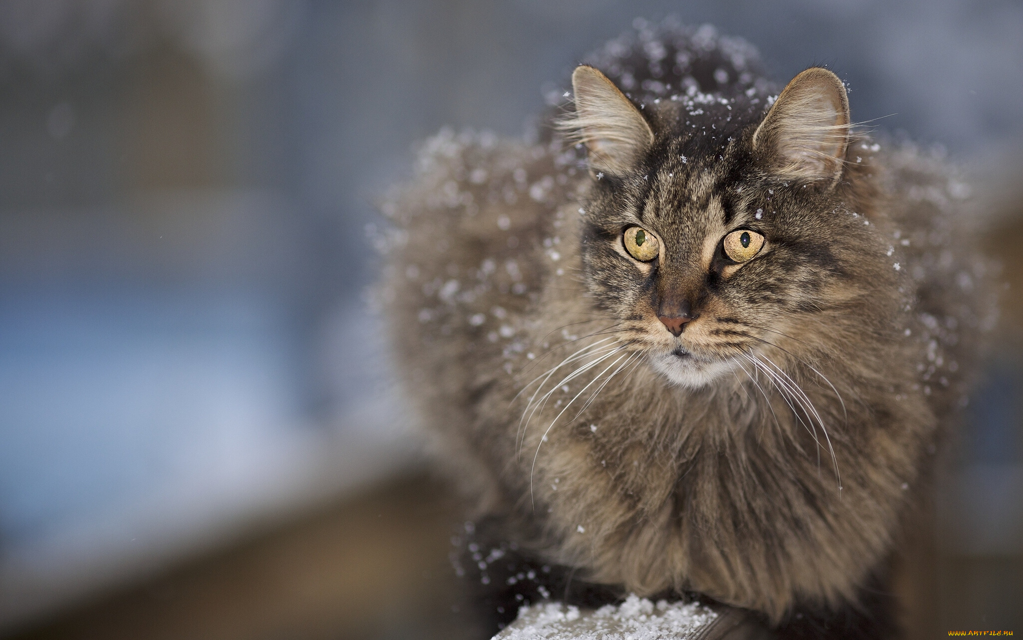 животные, коты, , котята, снег, усы, морда, пушистый, кот