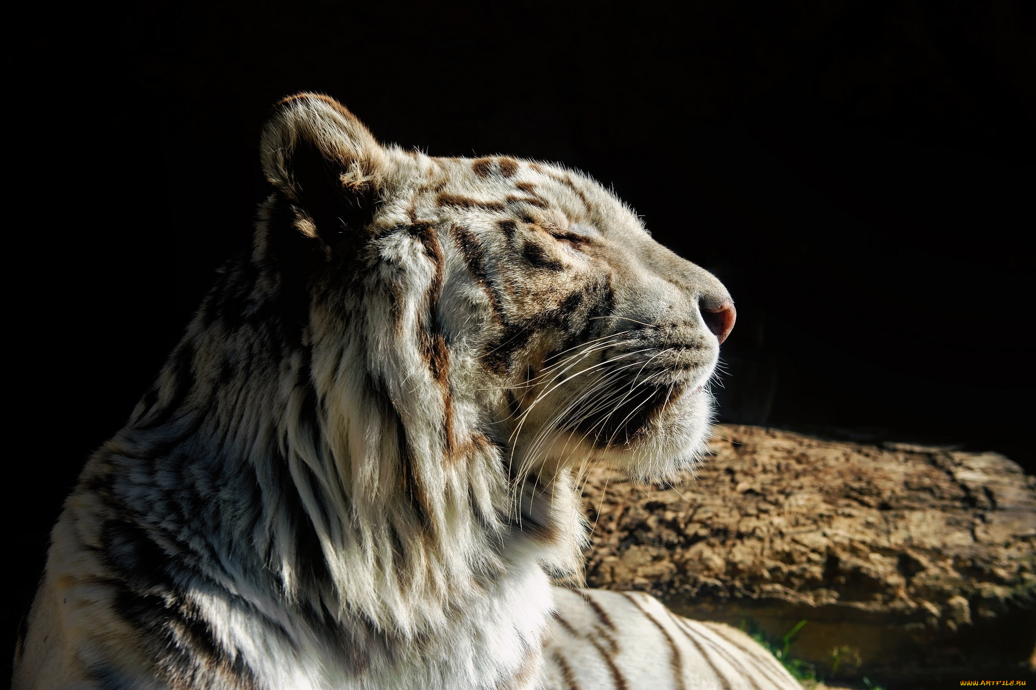 животные, тигры, тигр, белый, кошка, морда, профиль, отдых