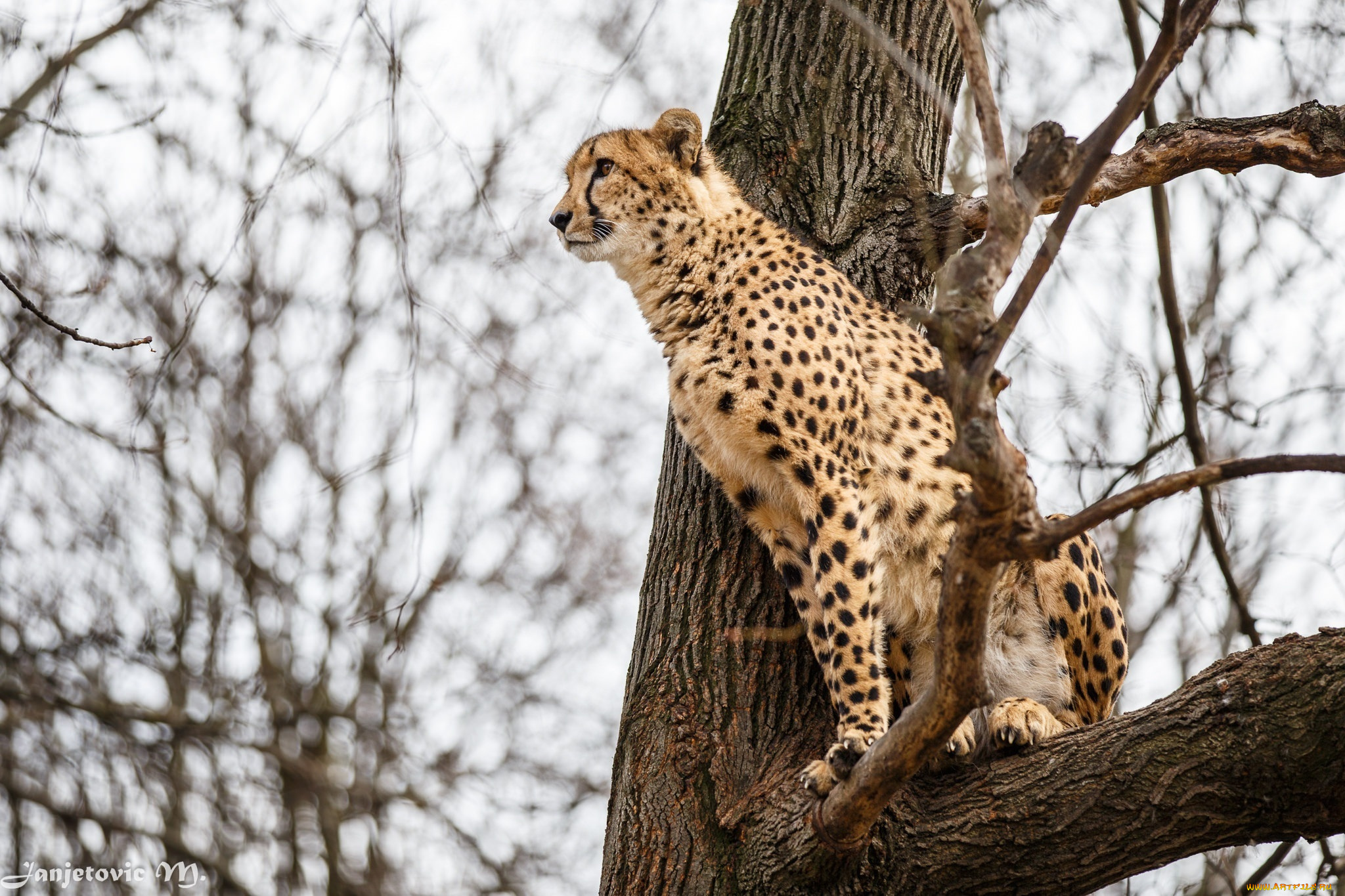Гепард на дереве без смс
