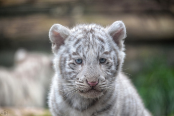 Картинка животные тигры кошка белый тигренок мордочка малыш детеныш