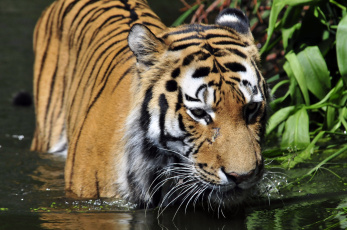 Картинка животные тигры животное тигр вода купание