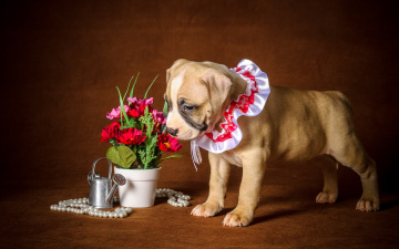 Картинка животные собаки щенок собака цветы
