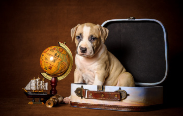 Картинка животные собаки щенок глобус чемодан