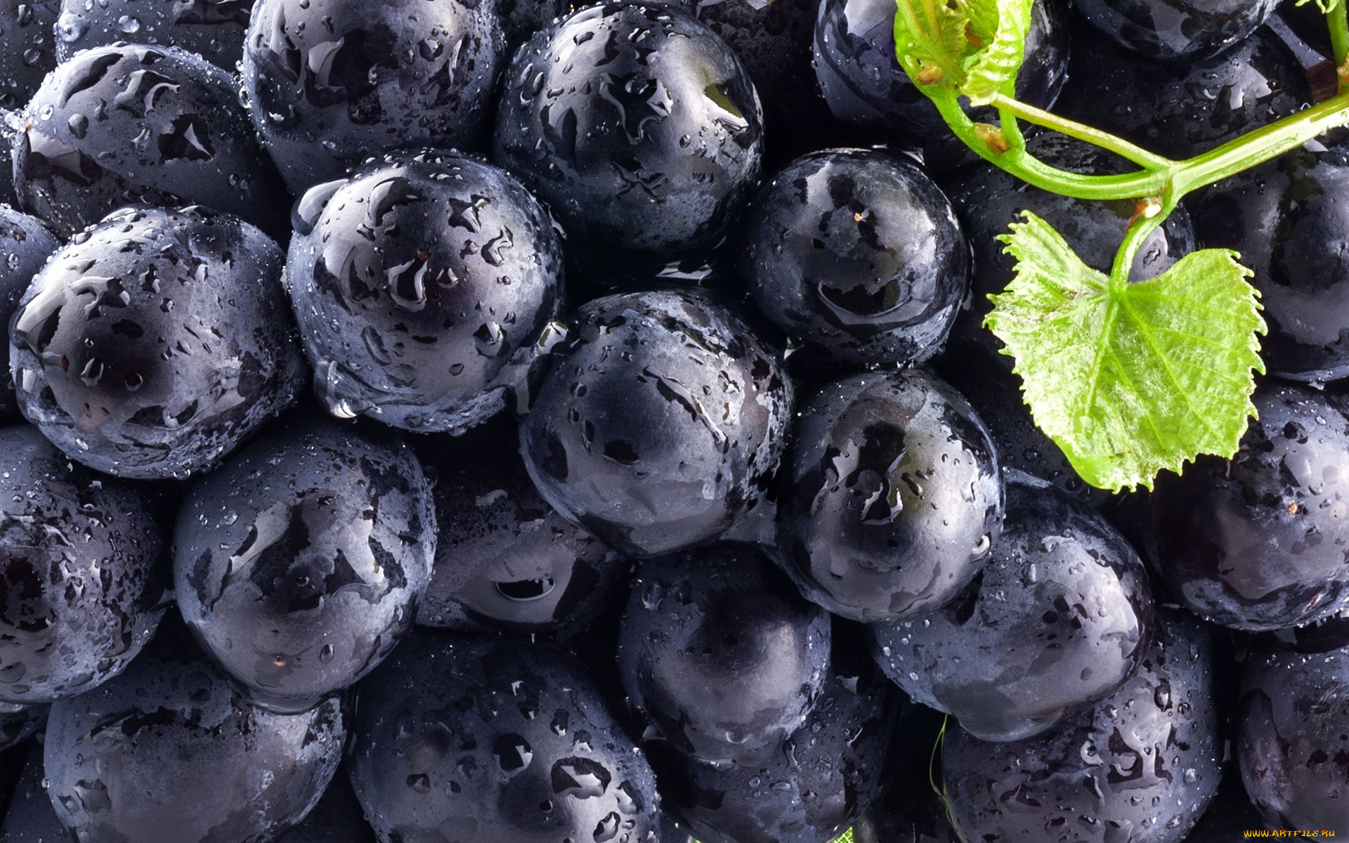 еда, виноград, blue, leaves, чёрный, синий, ягоды, листья, grapes, berry, black