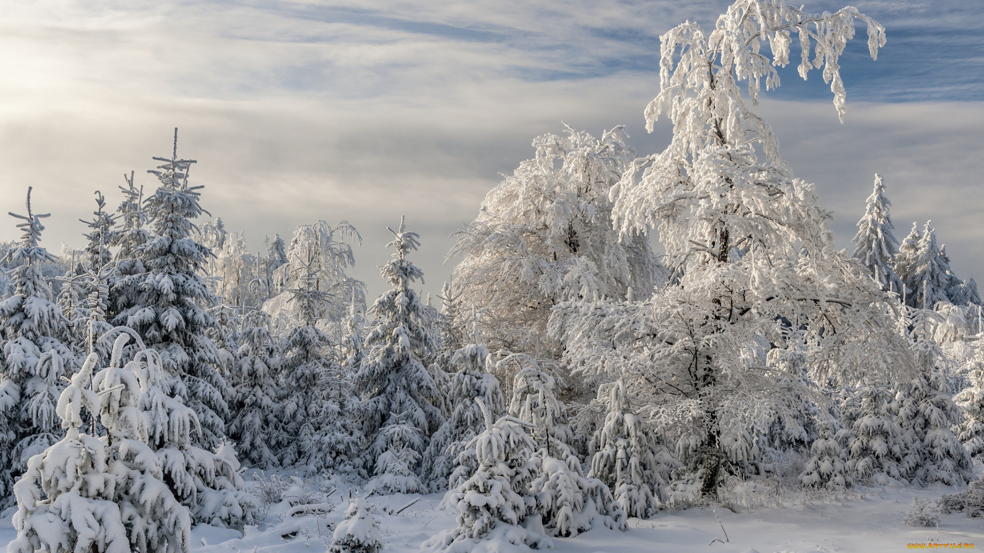 природа, зима, finland, lapland, финляндия, лапландия, снег, деревья