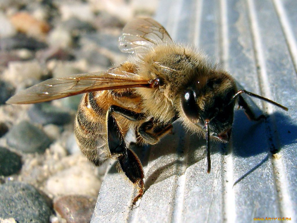 животные, пчелы, осы, шмели