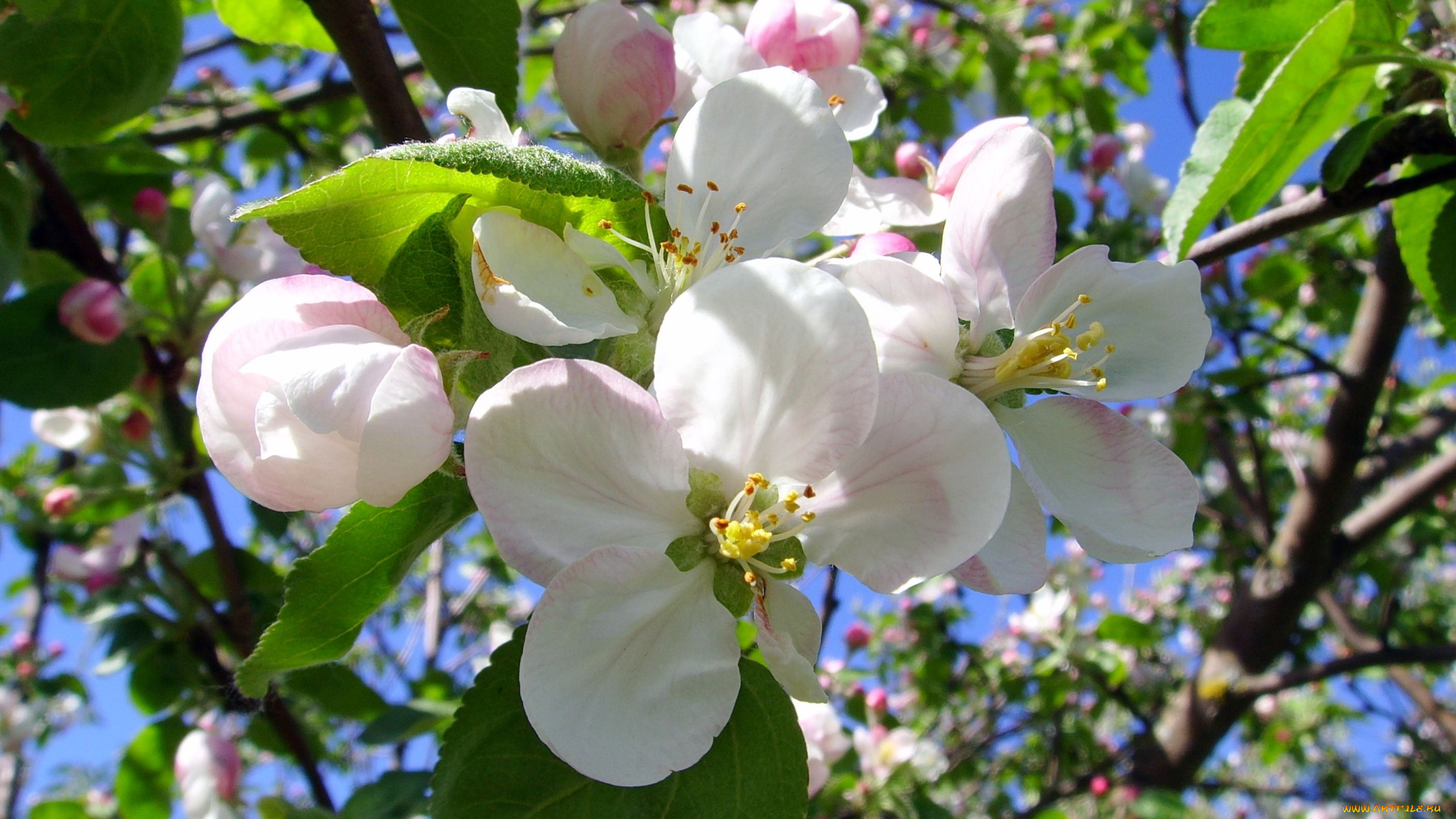 цветы, цветущие, деревья, кустарники, яблоня, цветение, бутоны, ветки, весна, лепестки