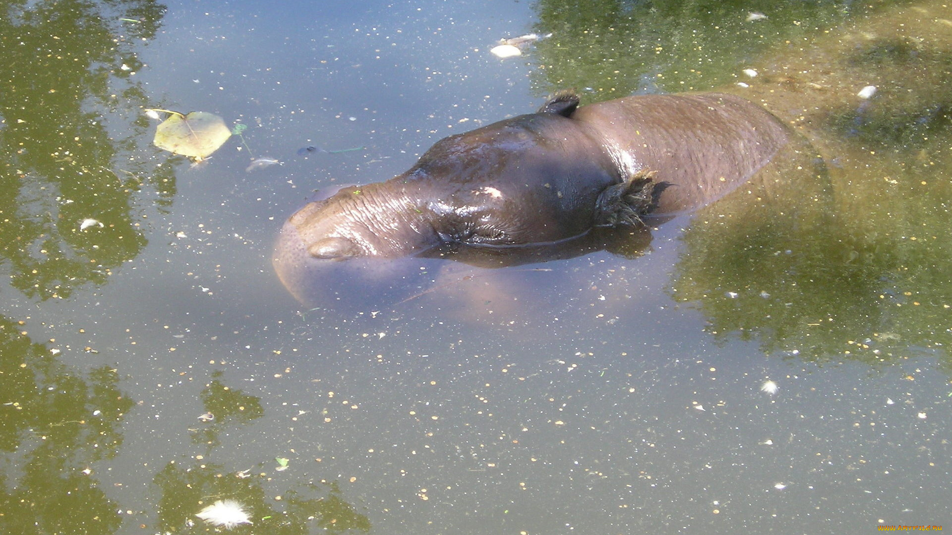 животные, бегемоты, вода, бегемот