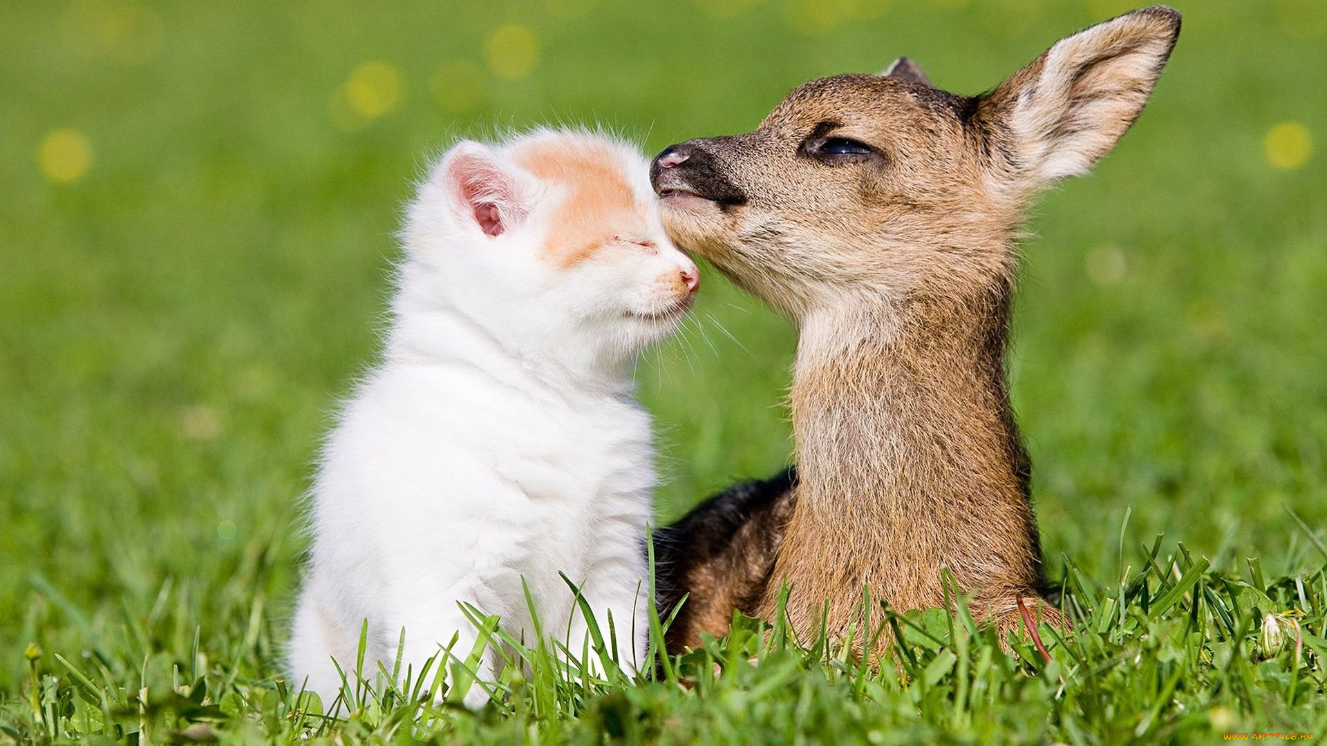 животные, разные, вместе, дружба, трава, друзья, котёнок, оленёнок