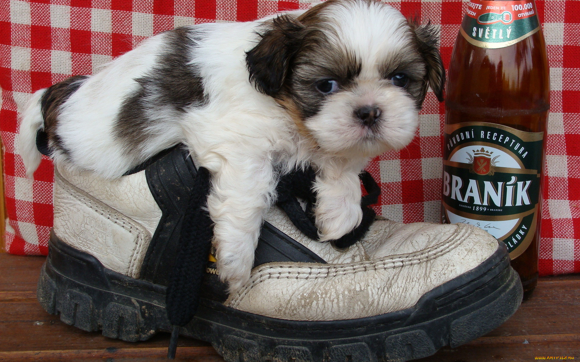 животные, собаки, щенок, ботинок, бутылка, пива