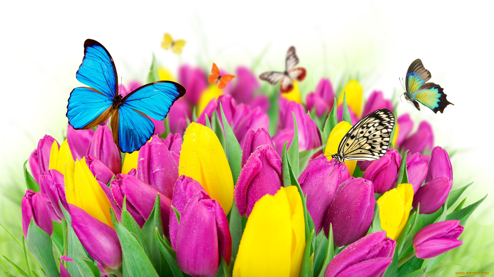 разное, компьютерный, дизайн, flowers, colorful, spring, butterflies, tulips, purple, yellow, fresh, beautiful, цветы, тюльпаны, бабочки, весна