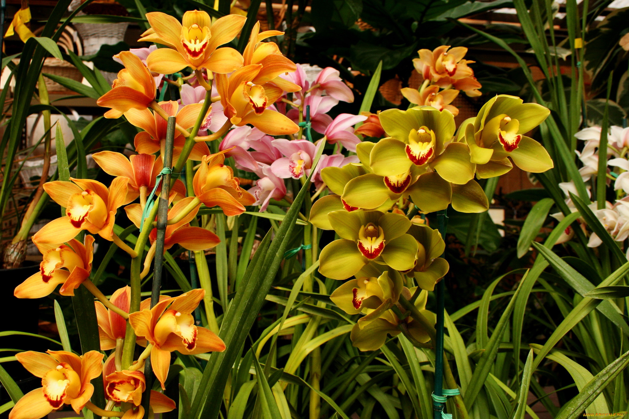 цветы, орхидеи, ветки