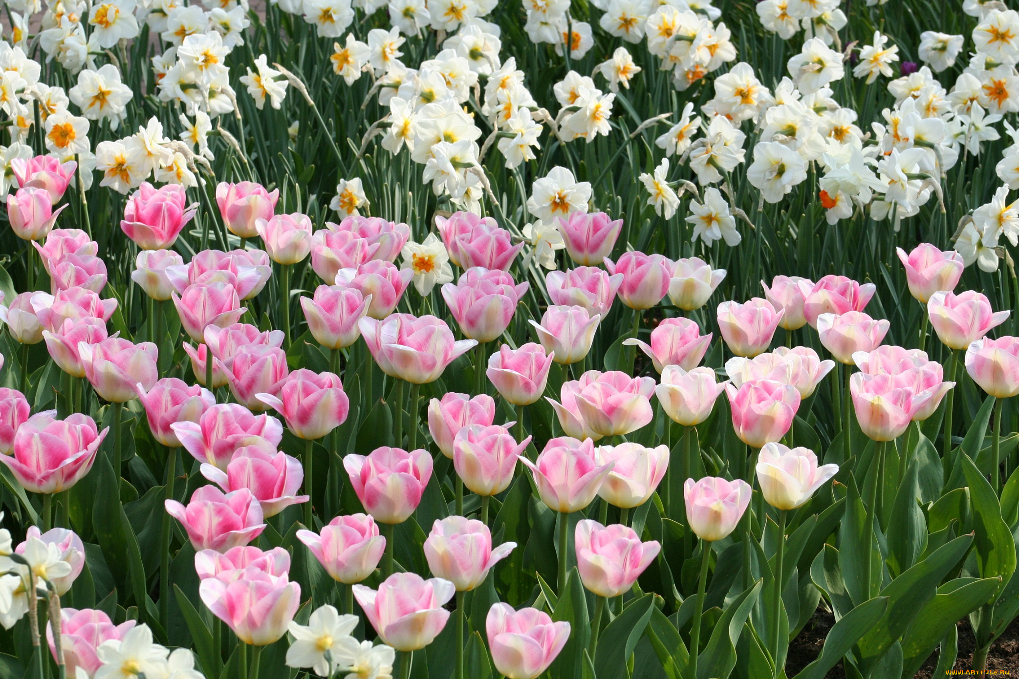 цветы, разные, вместе, розовые, тюльпаны, нарциссы, зелень, весна, поле