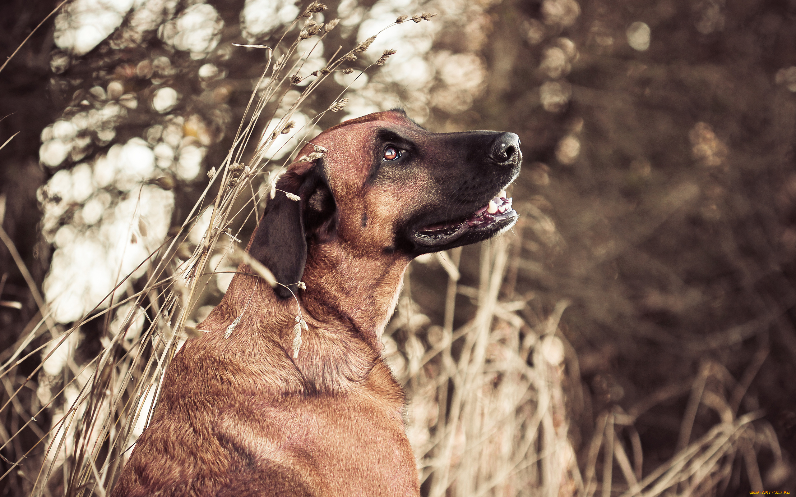 природа цветы трава собака животные стул бесплатно