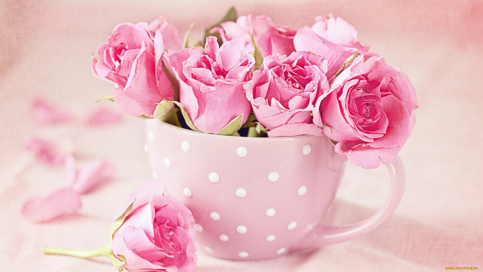 цветы, розы, букет, cup, pink, roses, чашка