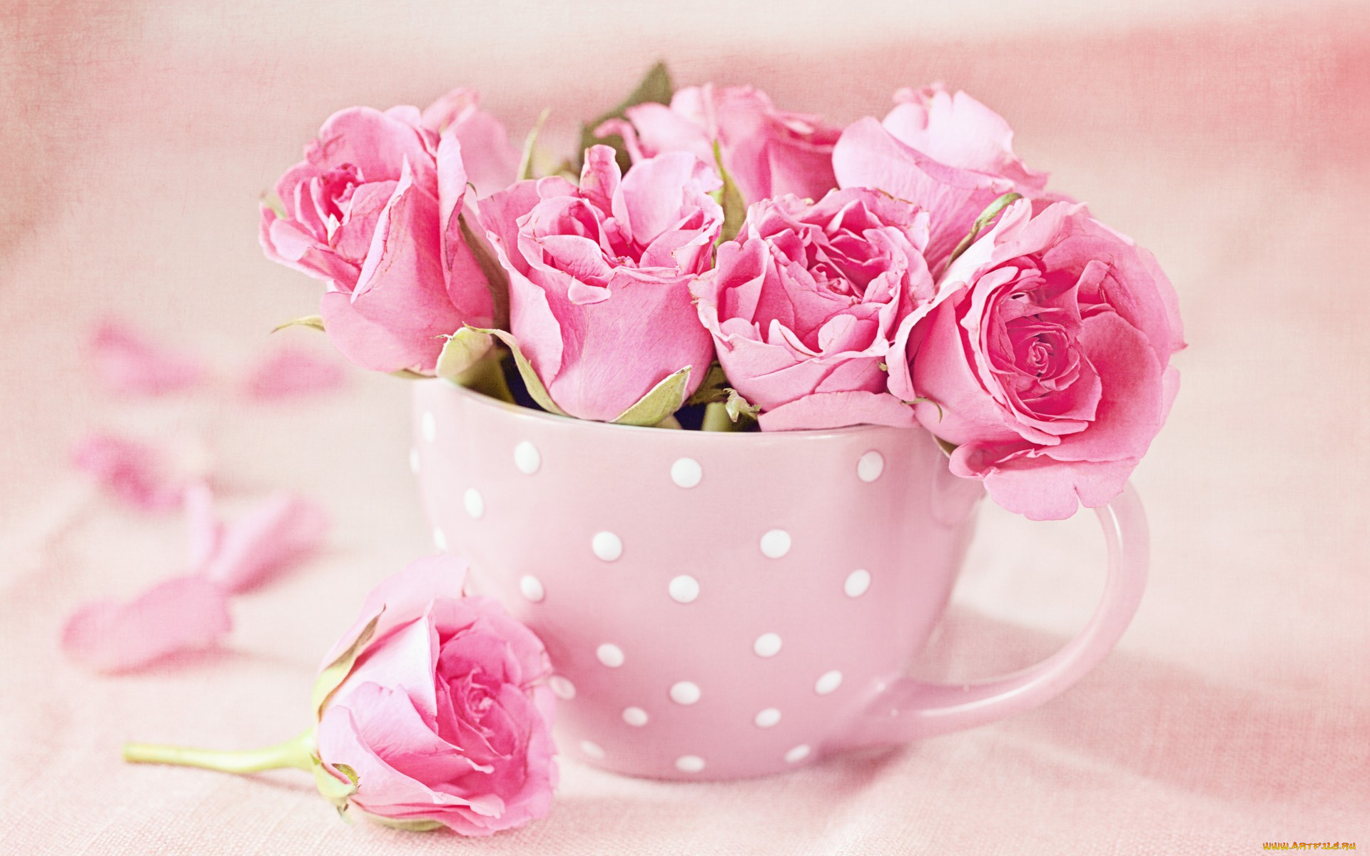 цветы, розы, букет, cup, pink, roses, чашка