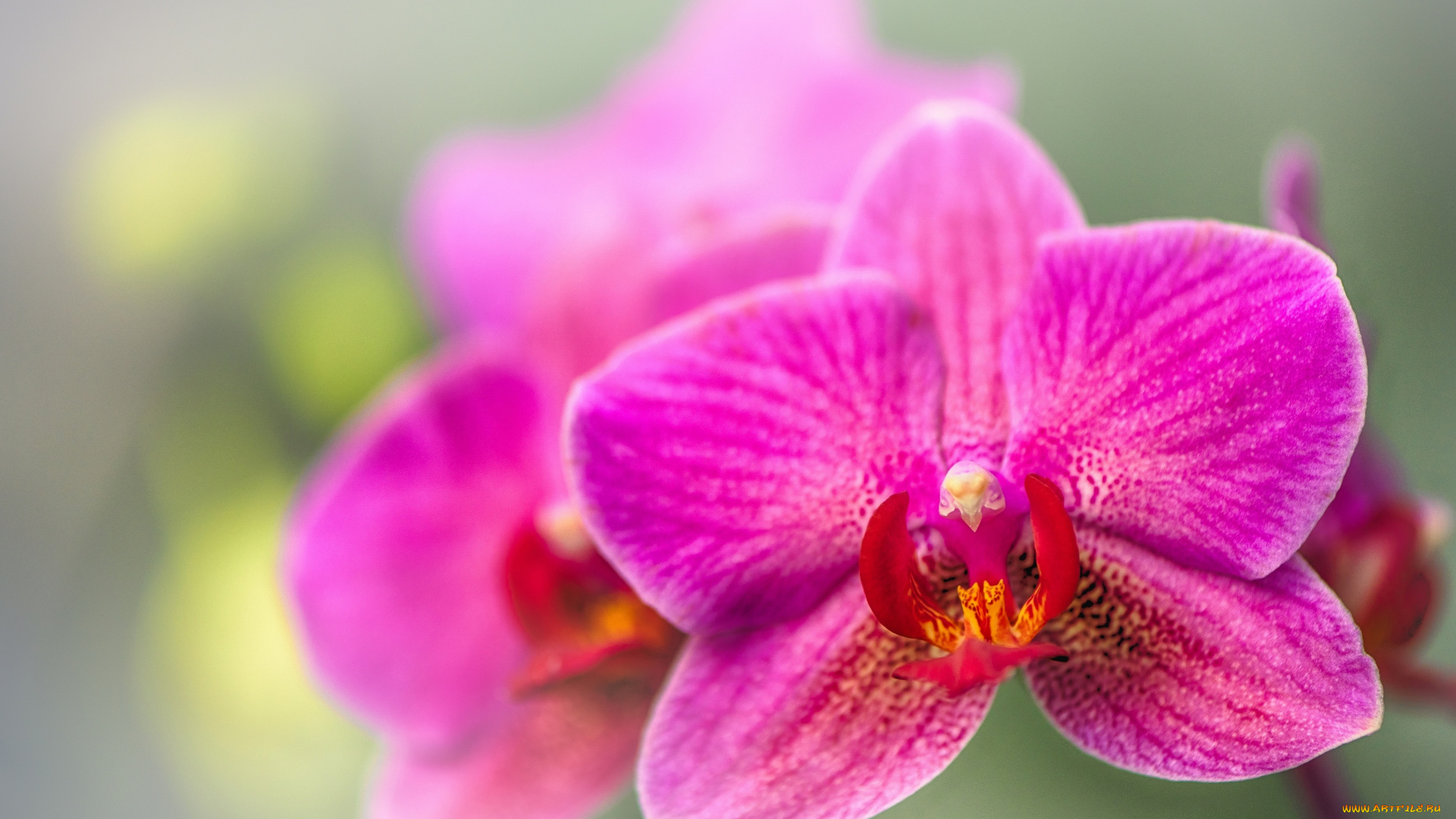 цветы, орхидеи, орхидея, экзотика, макро, боке