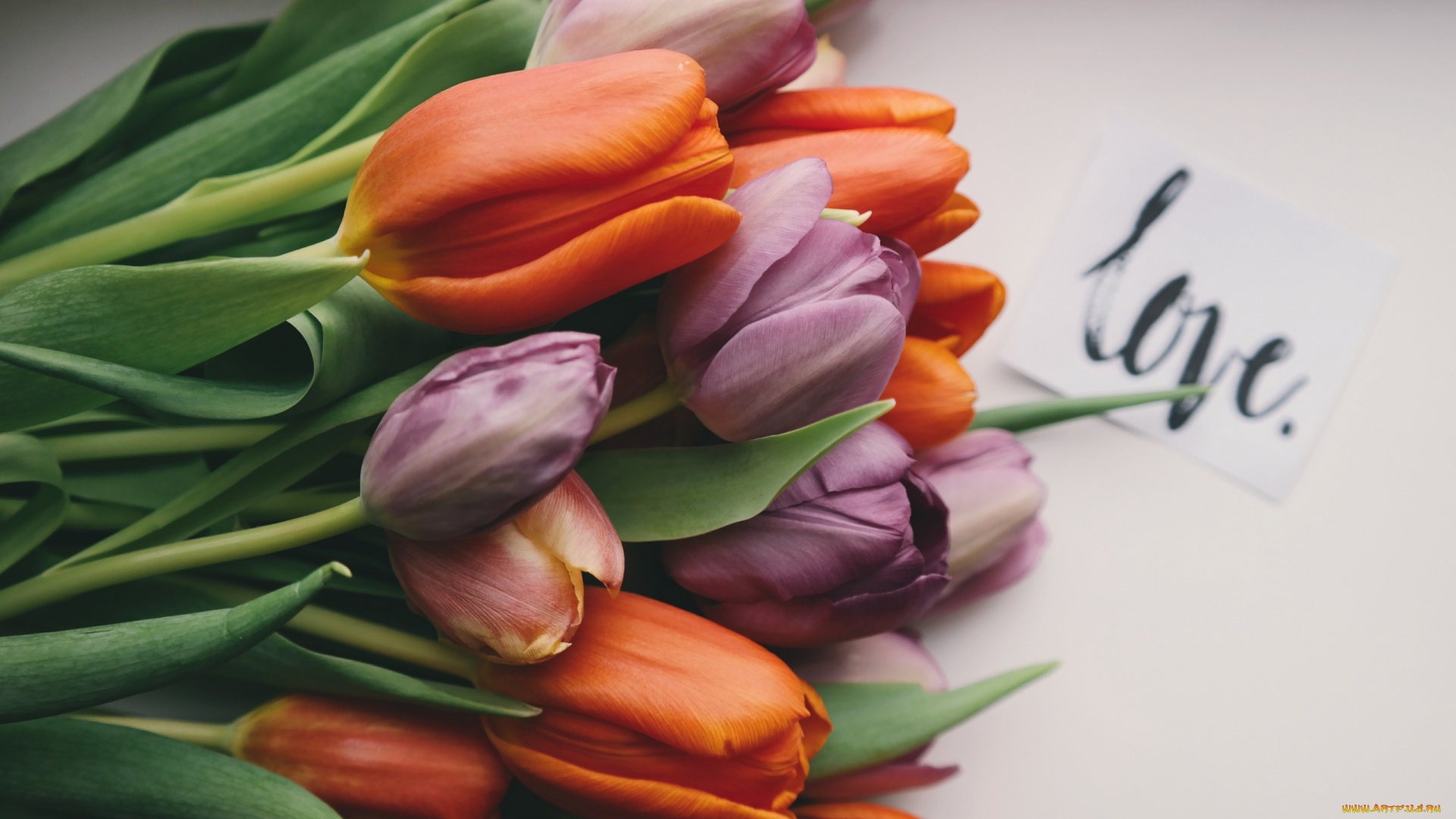 цветы, тюльпаны, надпись, бутоны