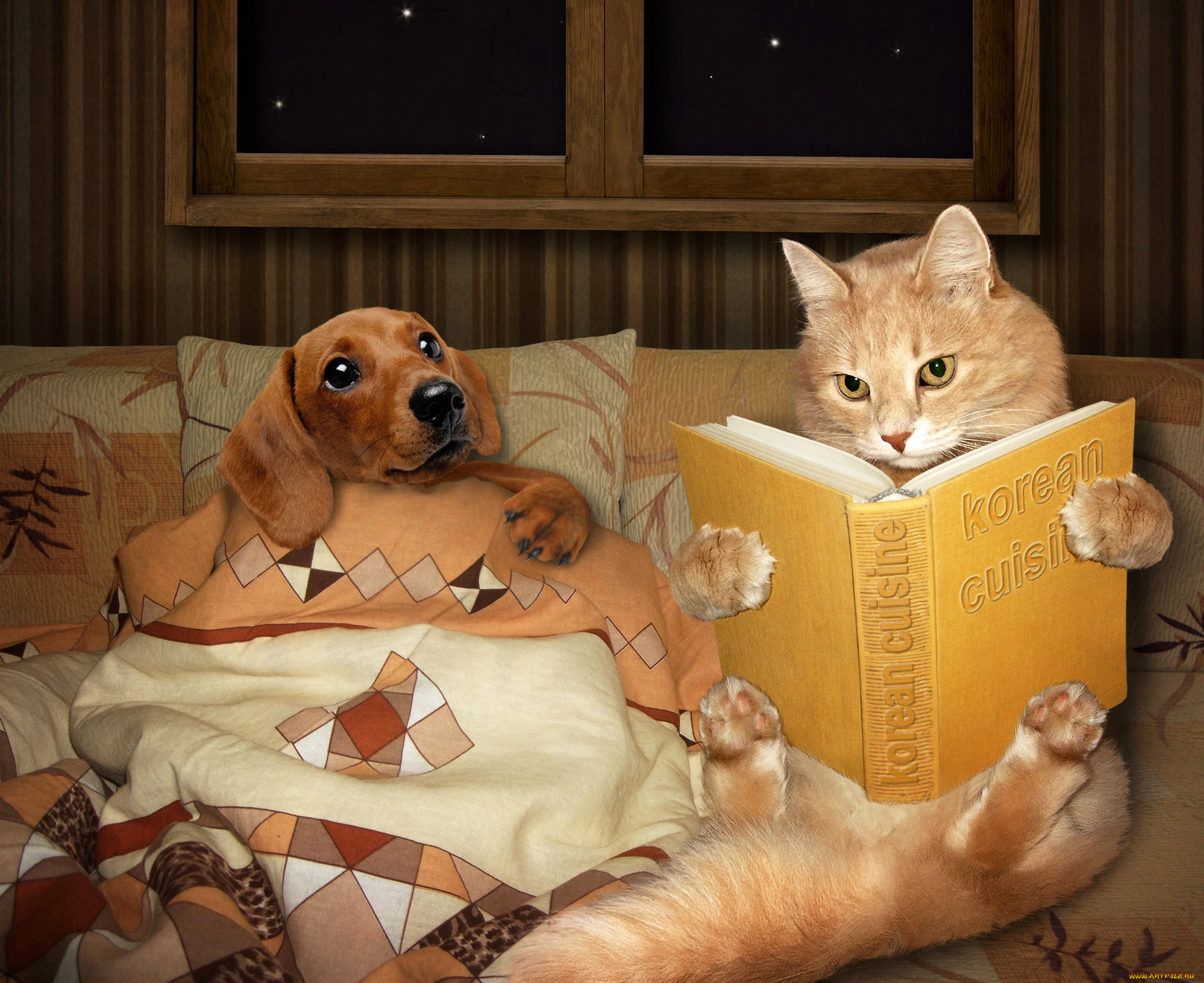 юмор, и, приколы, creative, книга, dogs, ночь, кот, одеяло, собака, cats