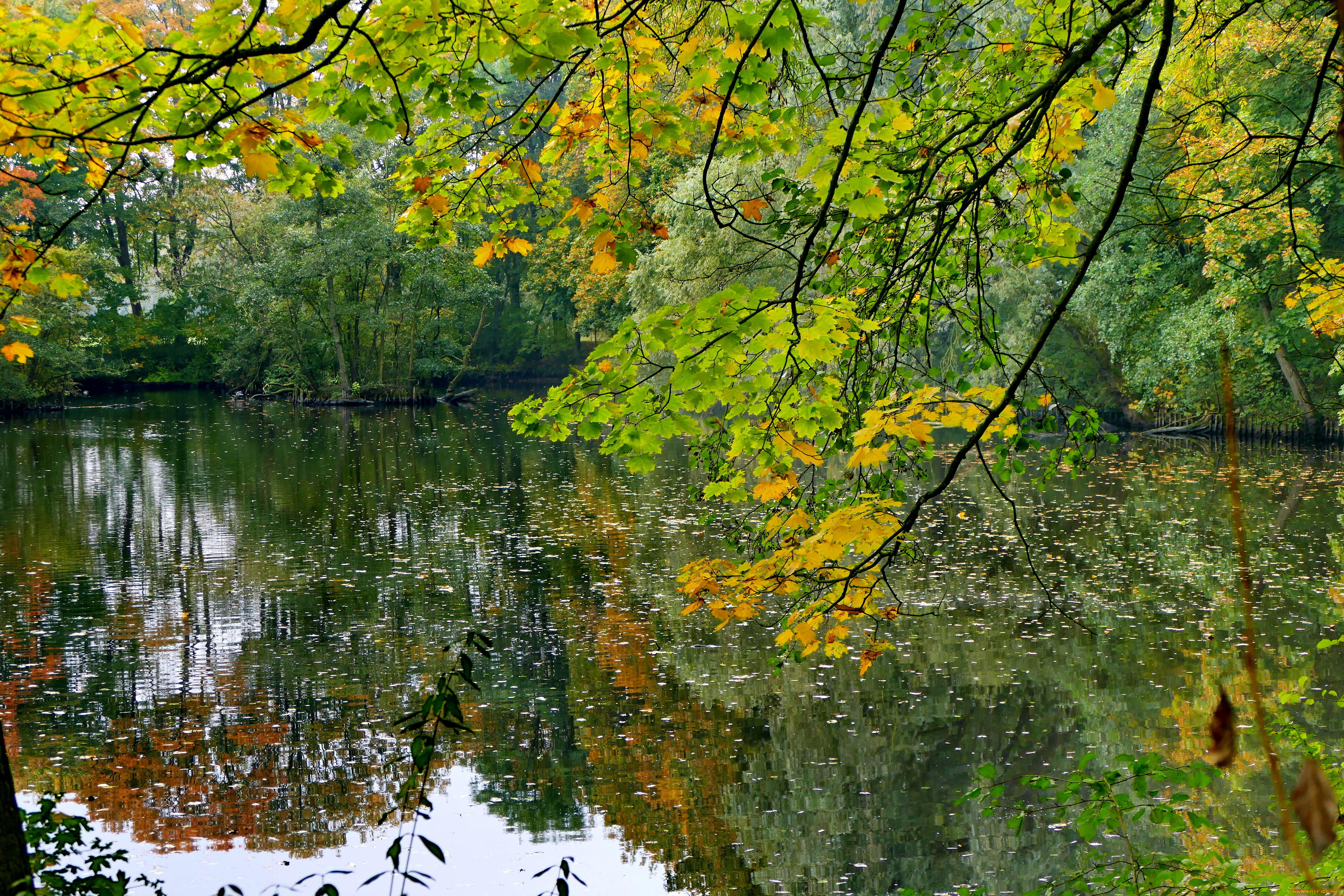 природа, реки, озера, осень, водоём, деревья, лес