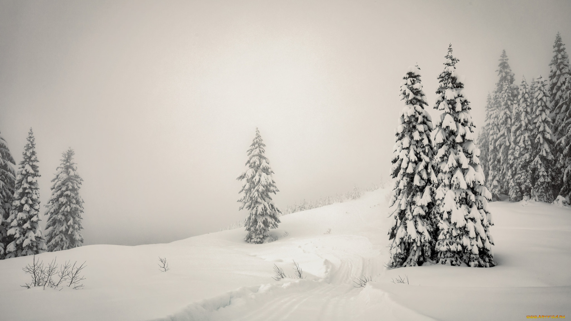 природа, зима, ёлки, туман, снег