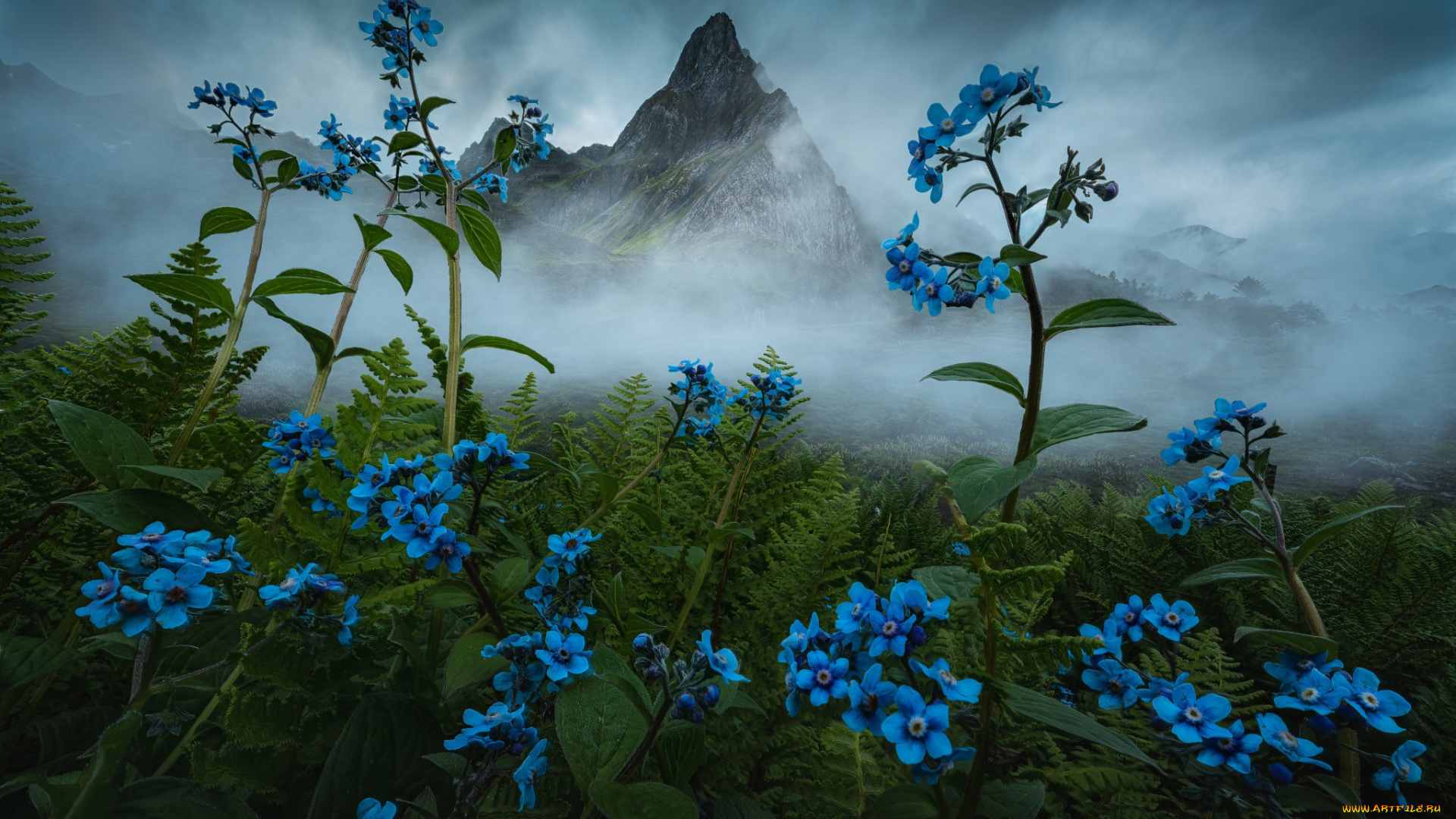 природа, луга, цветы, горы, туман, голубые, дымка, незабудки, бруннера