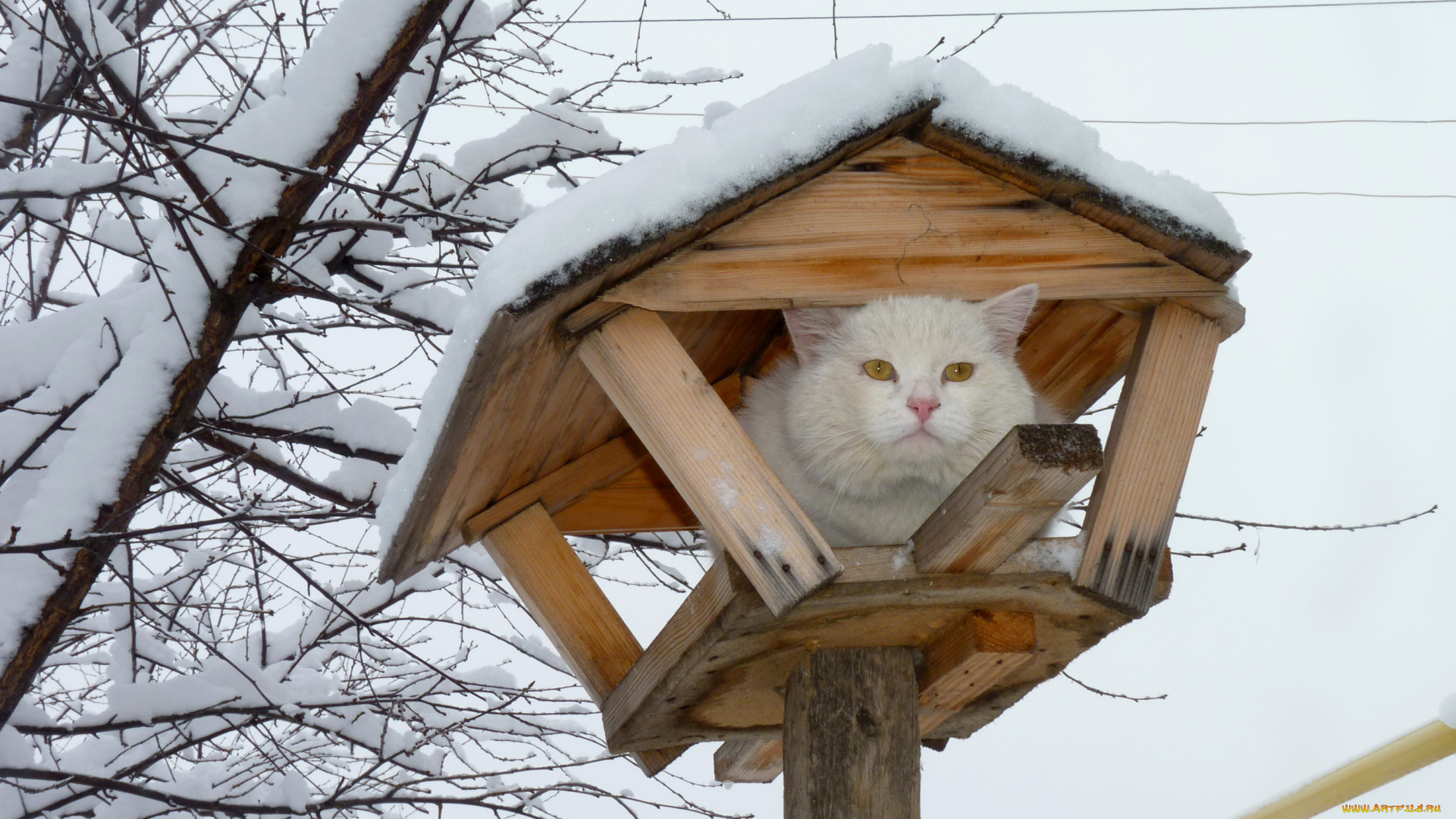 животные, коты, кормушка