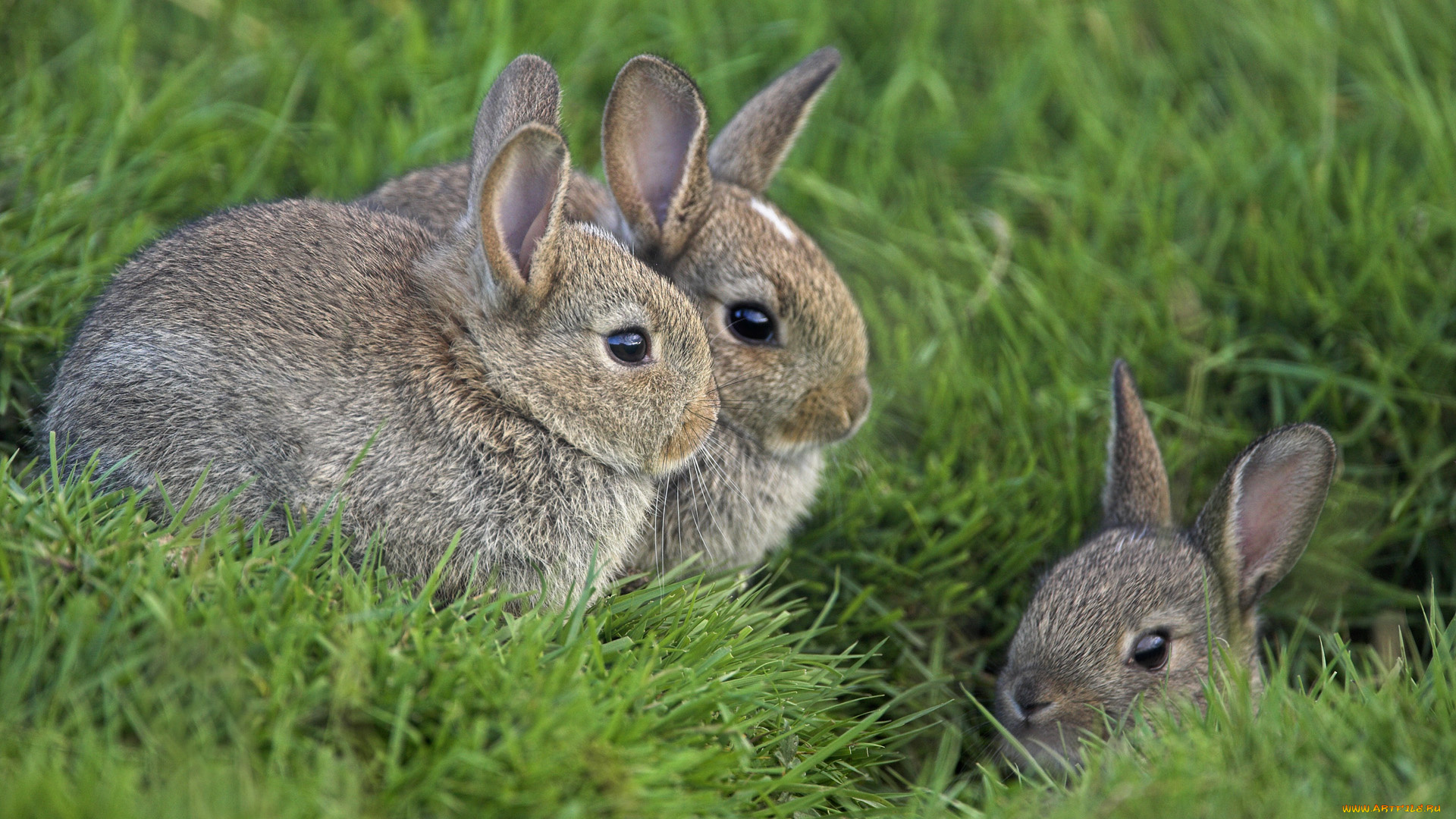животные, кролики, зайцы, трава