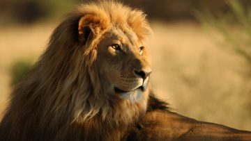 Картинка животные львы лежит смотрит красавец грива лев моорда