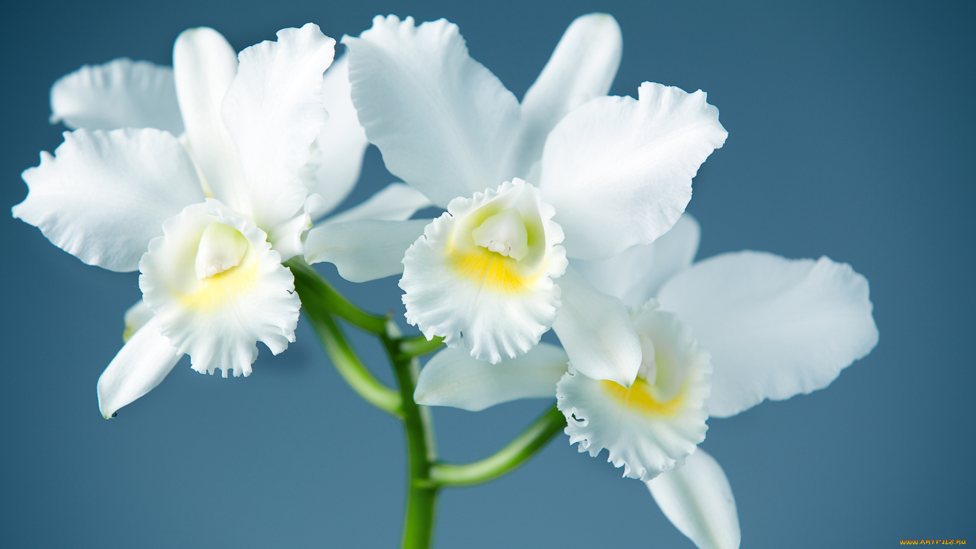 цветы, орхидеи, элегантность, ветка