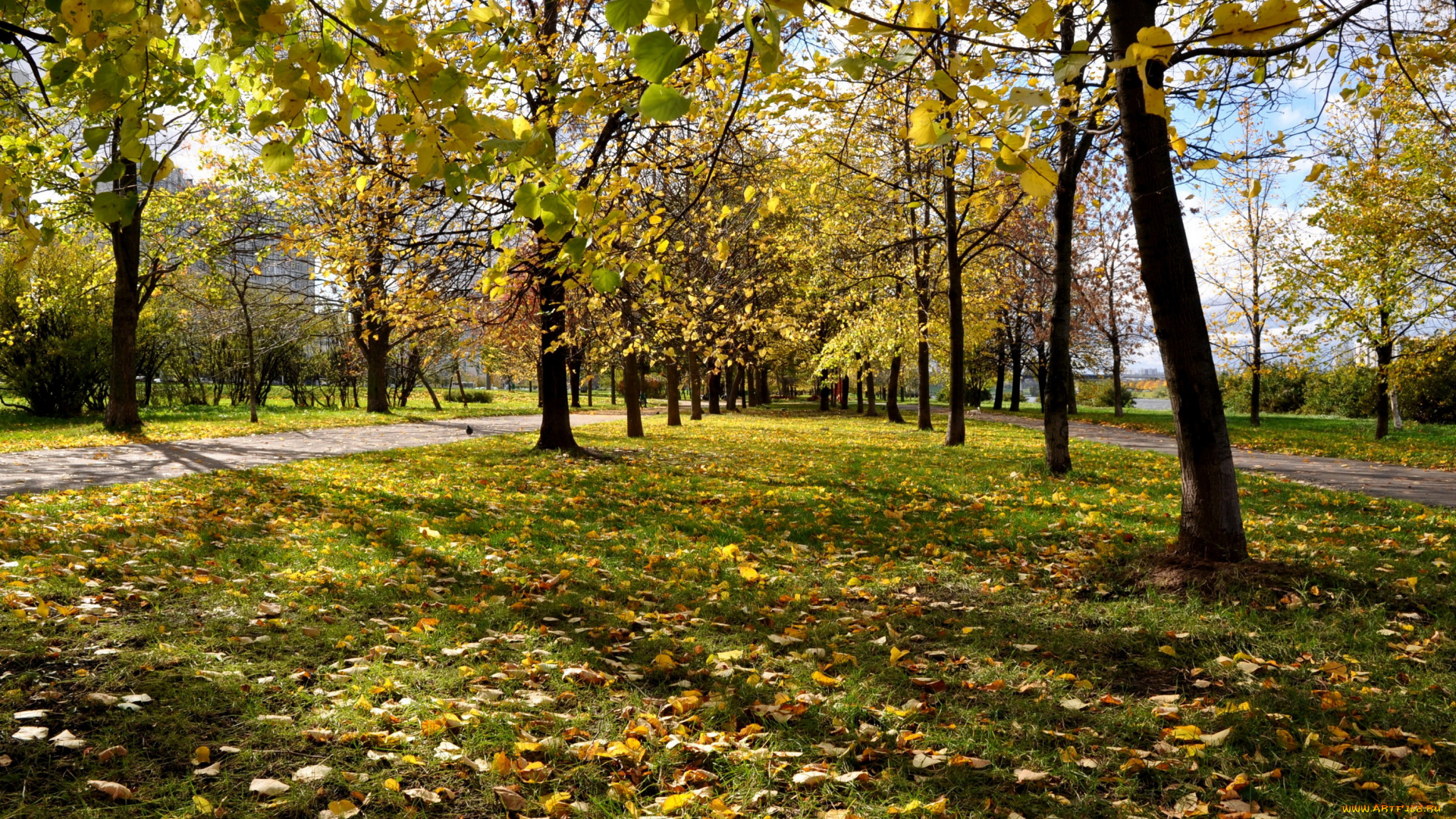 москва, природа, парк