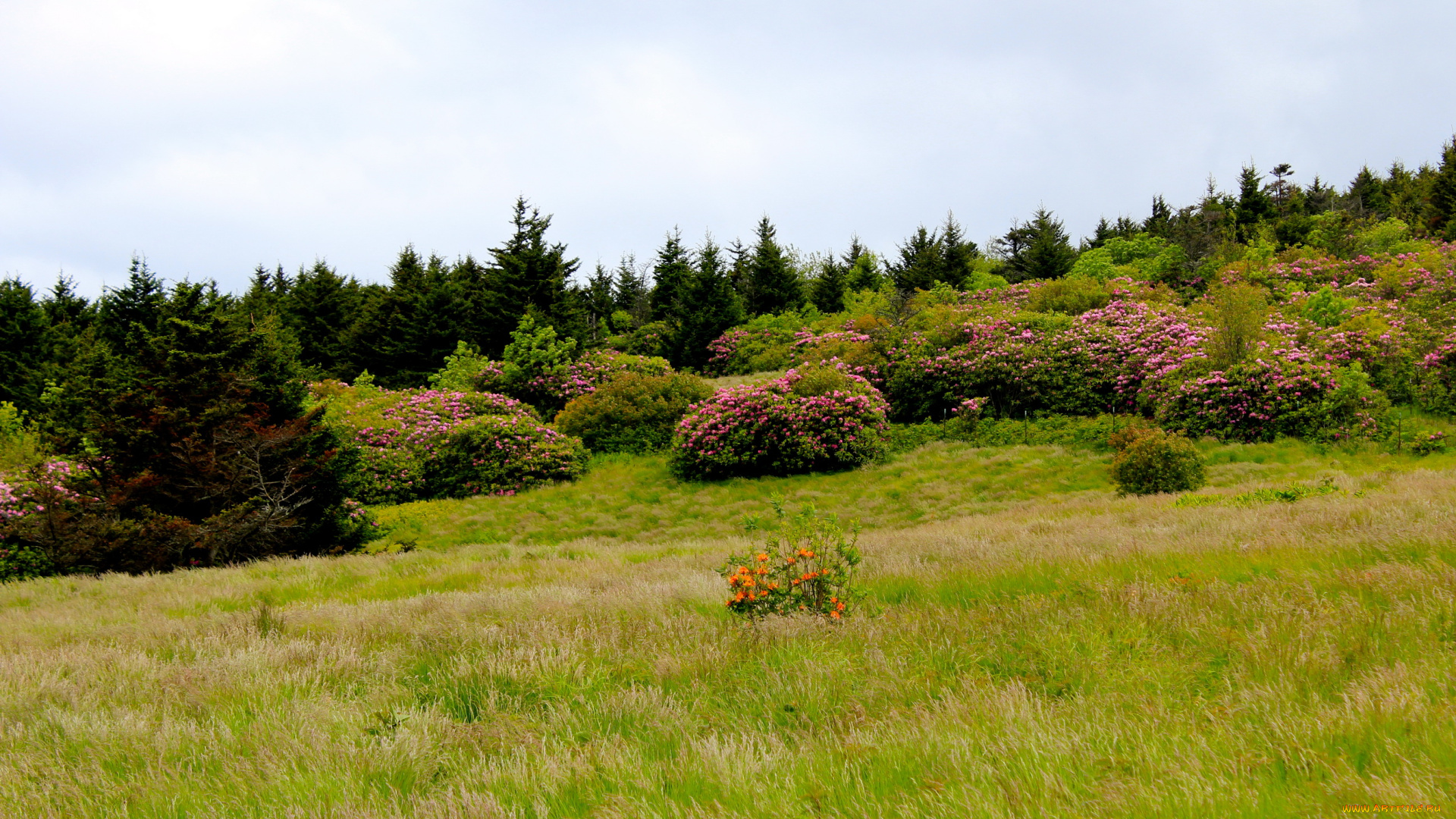 mountain, rhododendrons, north, carolina, природа, пейзажи, кусты, родендромы