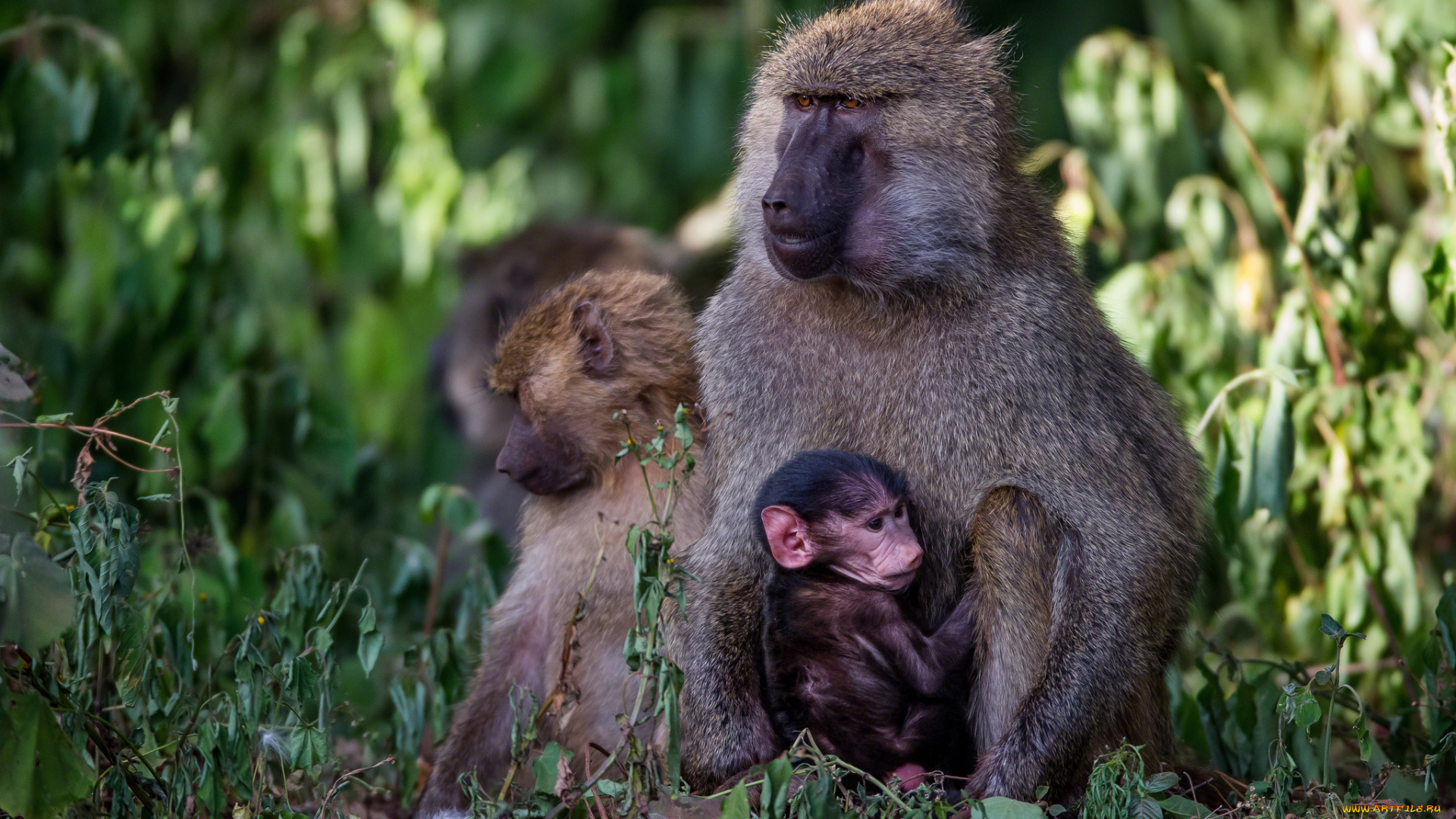 животные, обезьяны, малыш, мама, бабуины