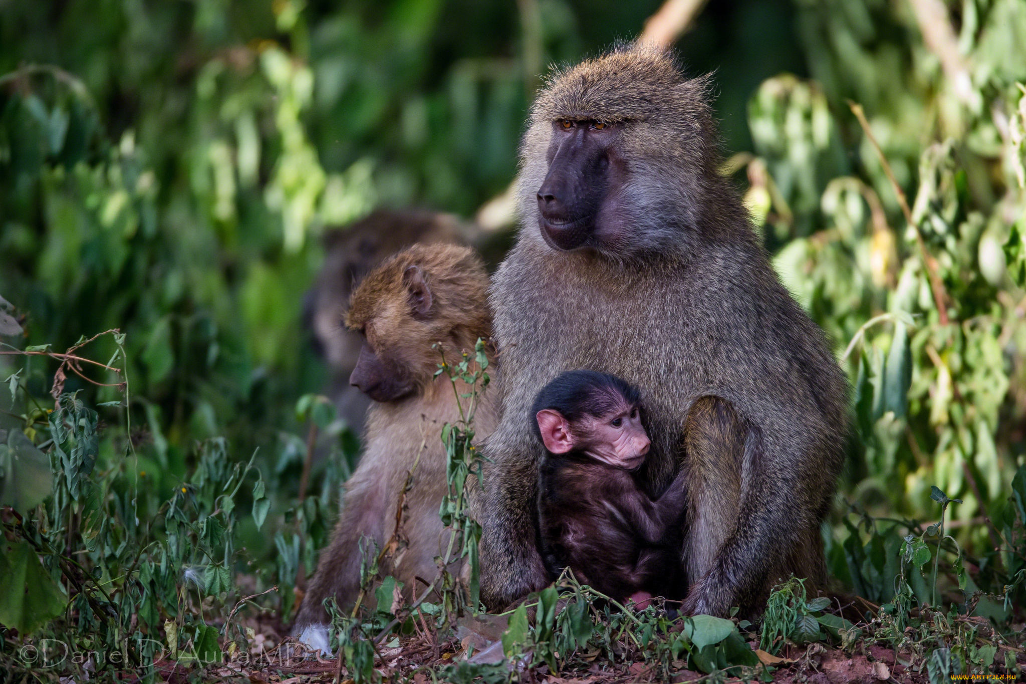 животные, обезьяны, малыш, мама, бабуины