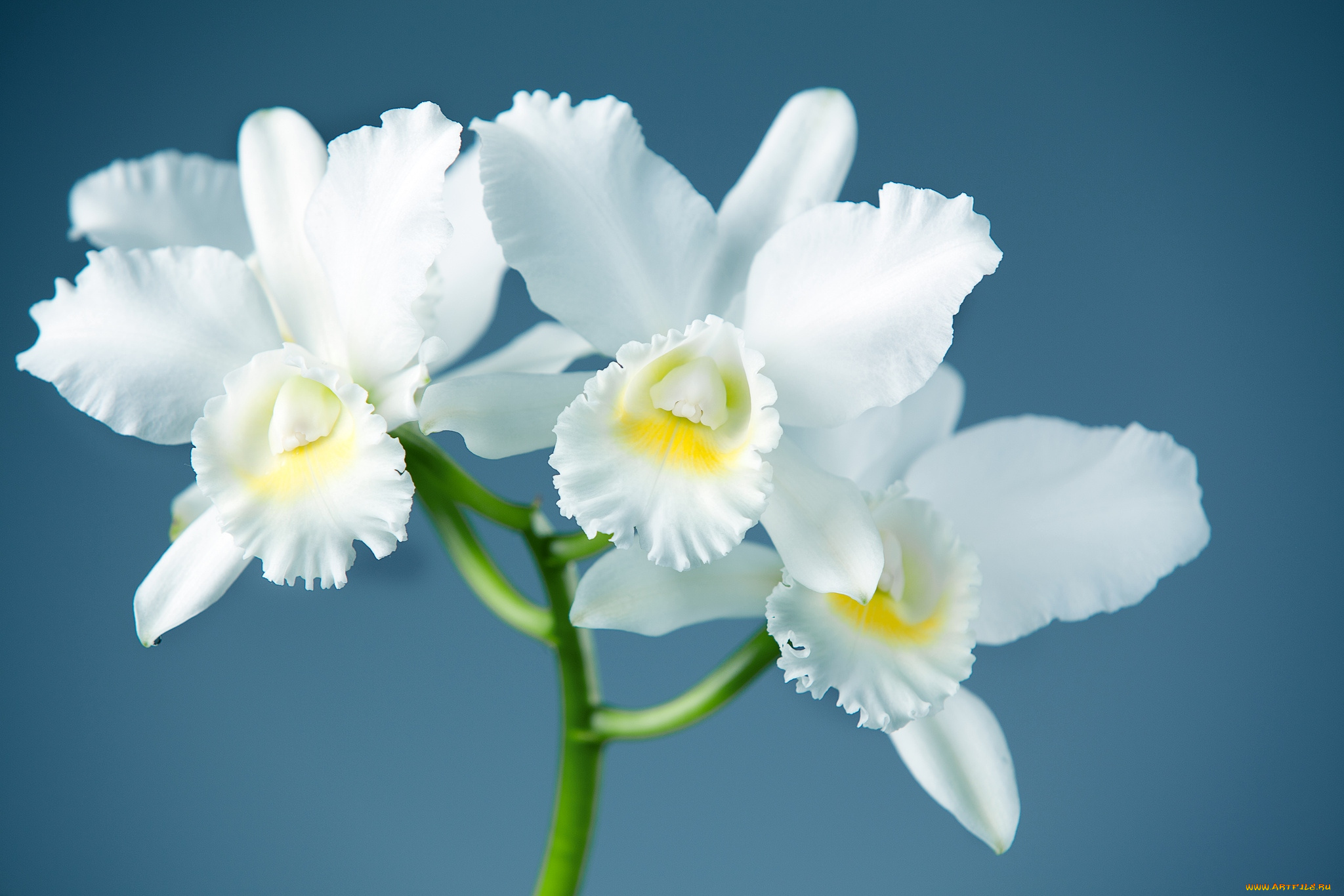цветы, орхидеи, элегантность, ветка